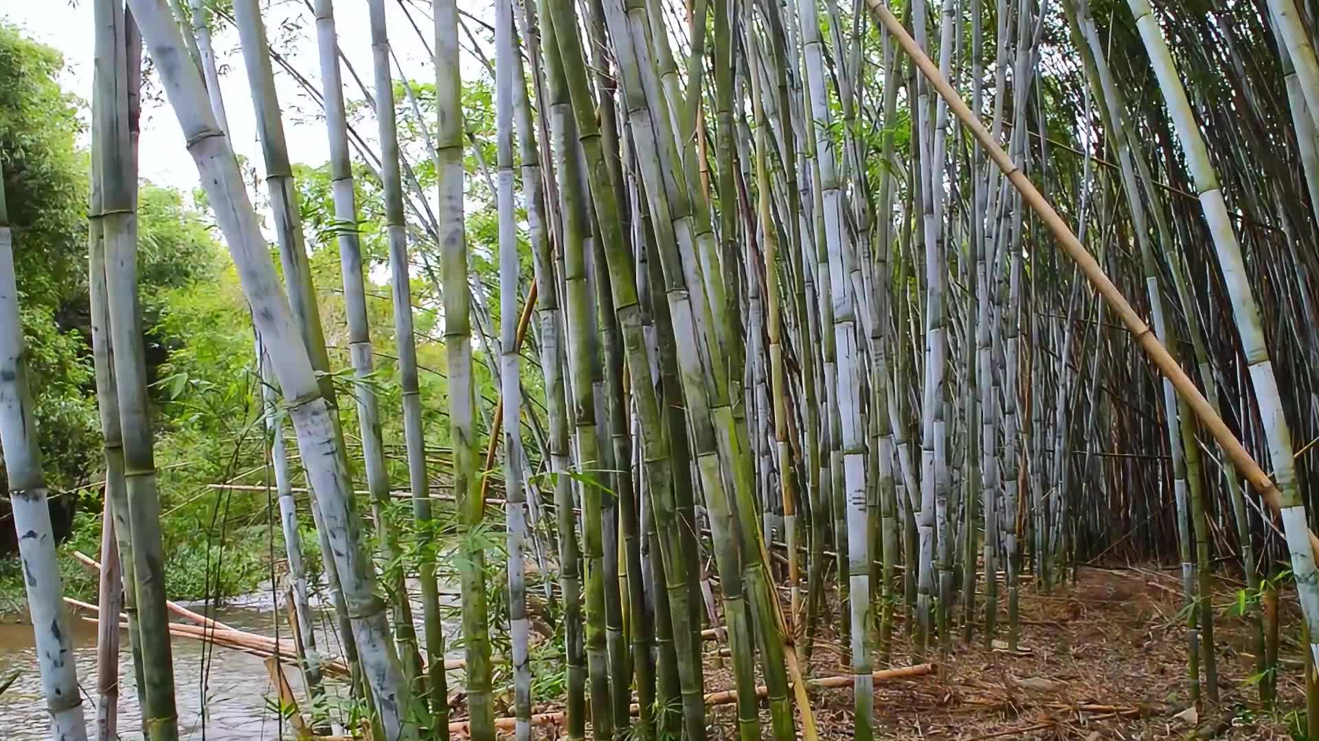 茂密竹子竹叶视频视频的预览图