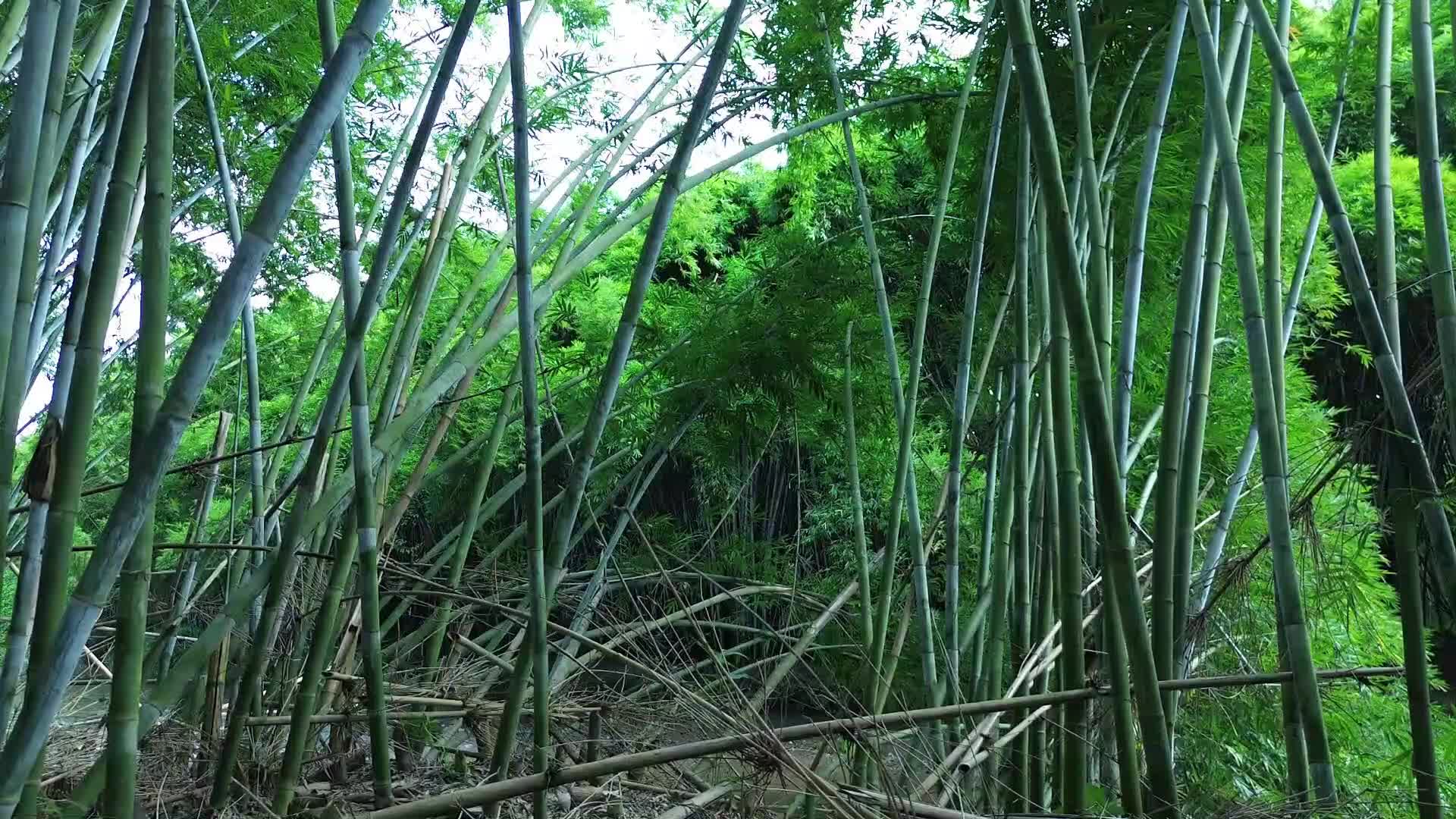 茂密竹子竹叶视频视频的预览图