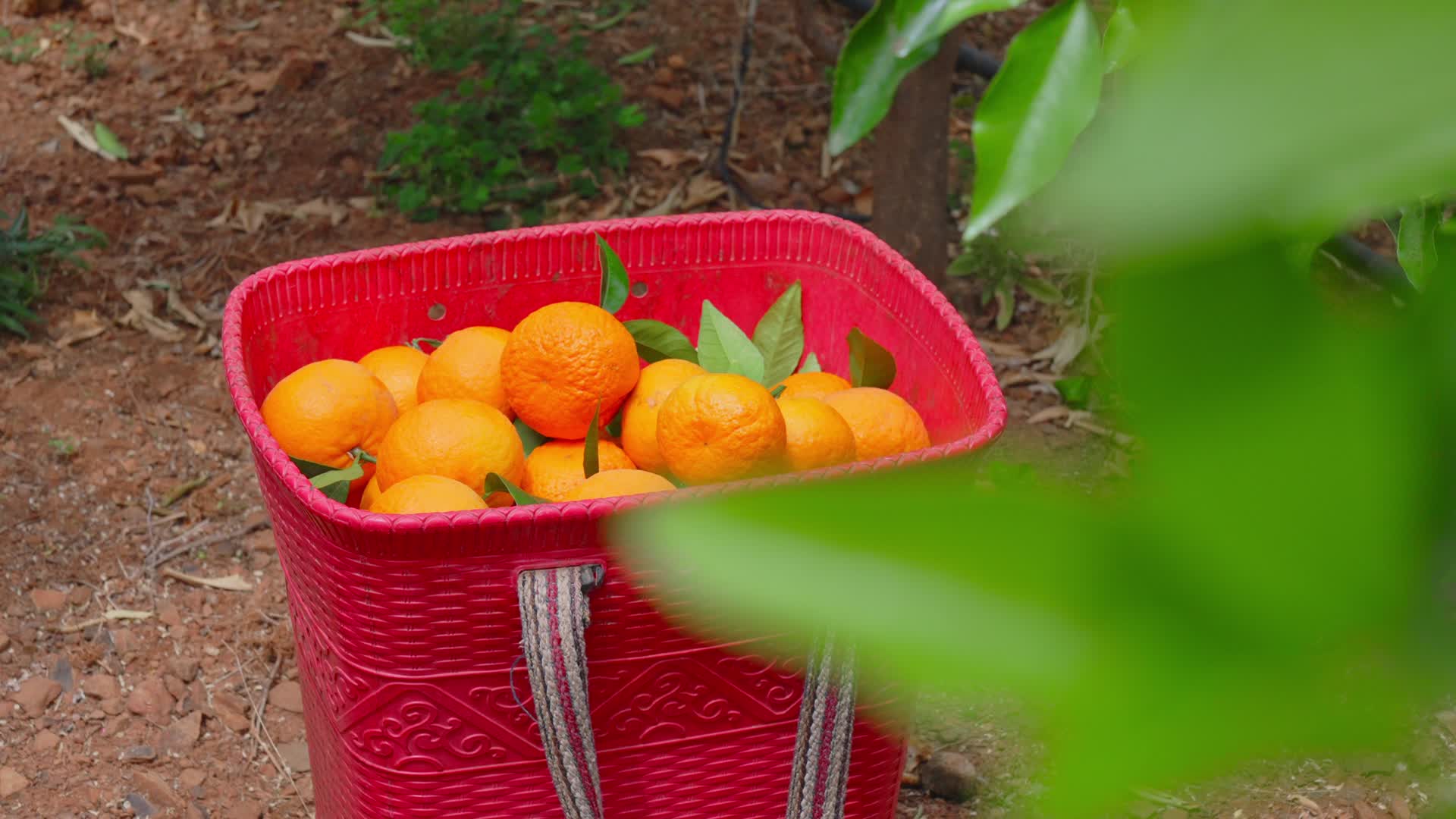 沃柑成熟农村农业水果种植基地沃柑采摘现场视频的预览图