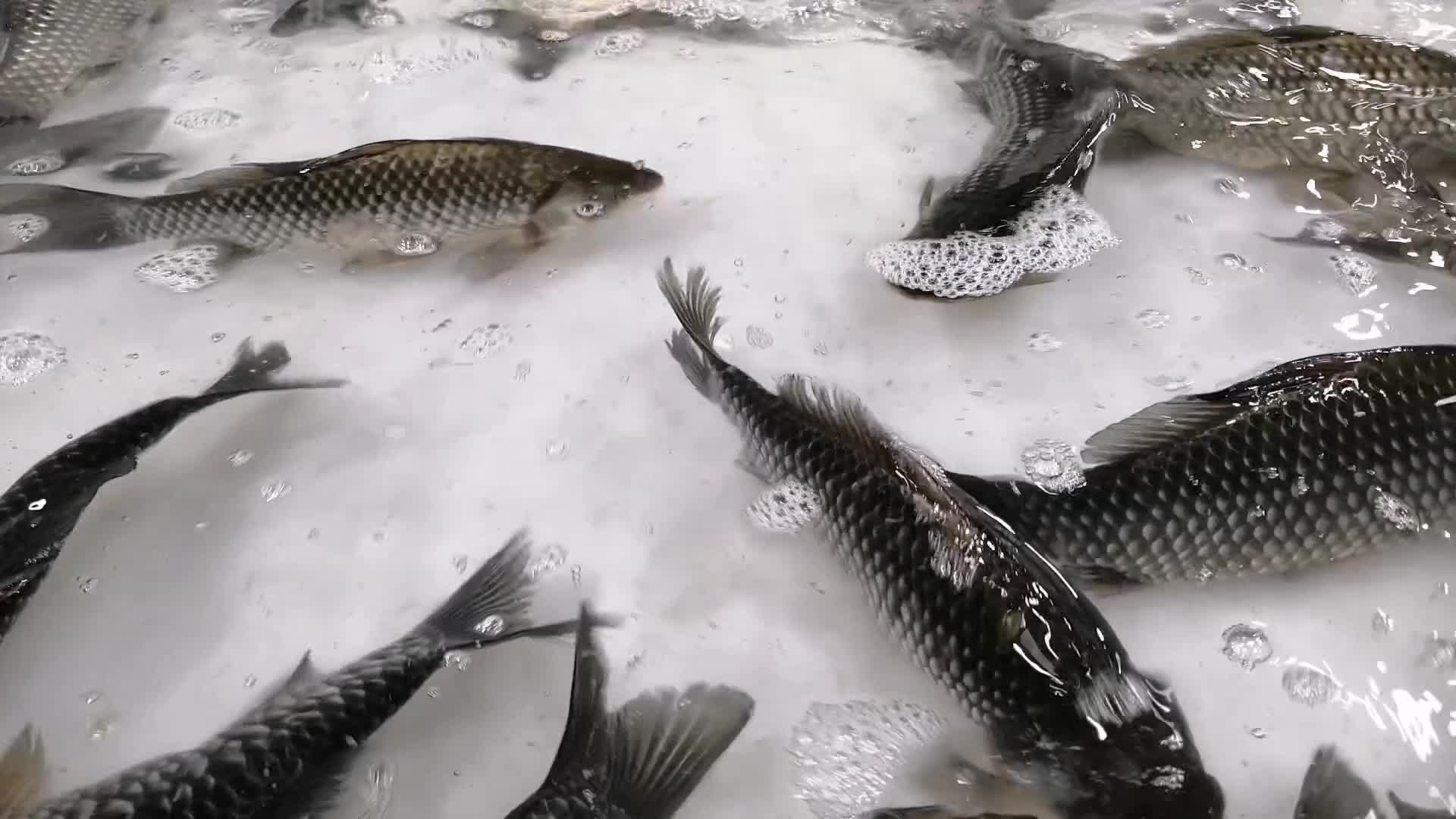 鲫鱼淡水鱼水池水泡视频的预览图