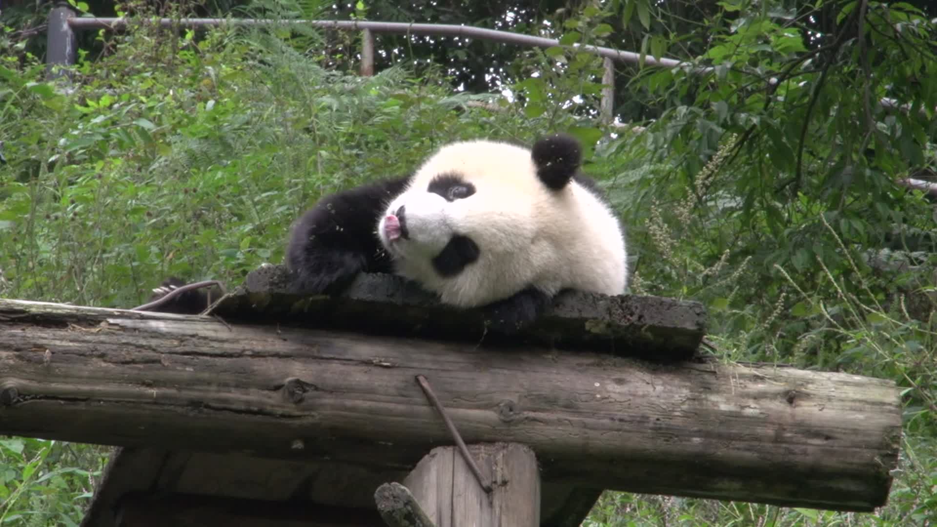 可爱的大熊猫视频的预览图