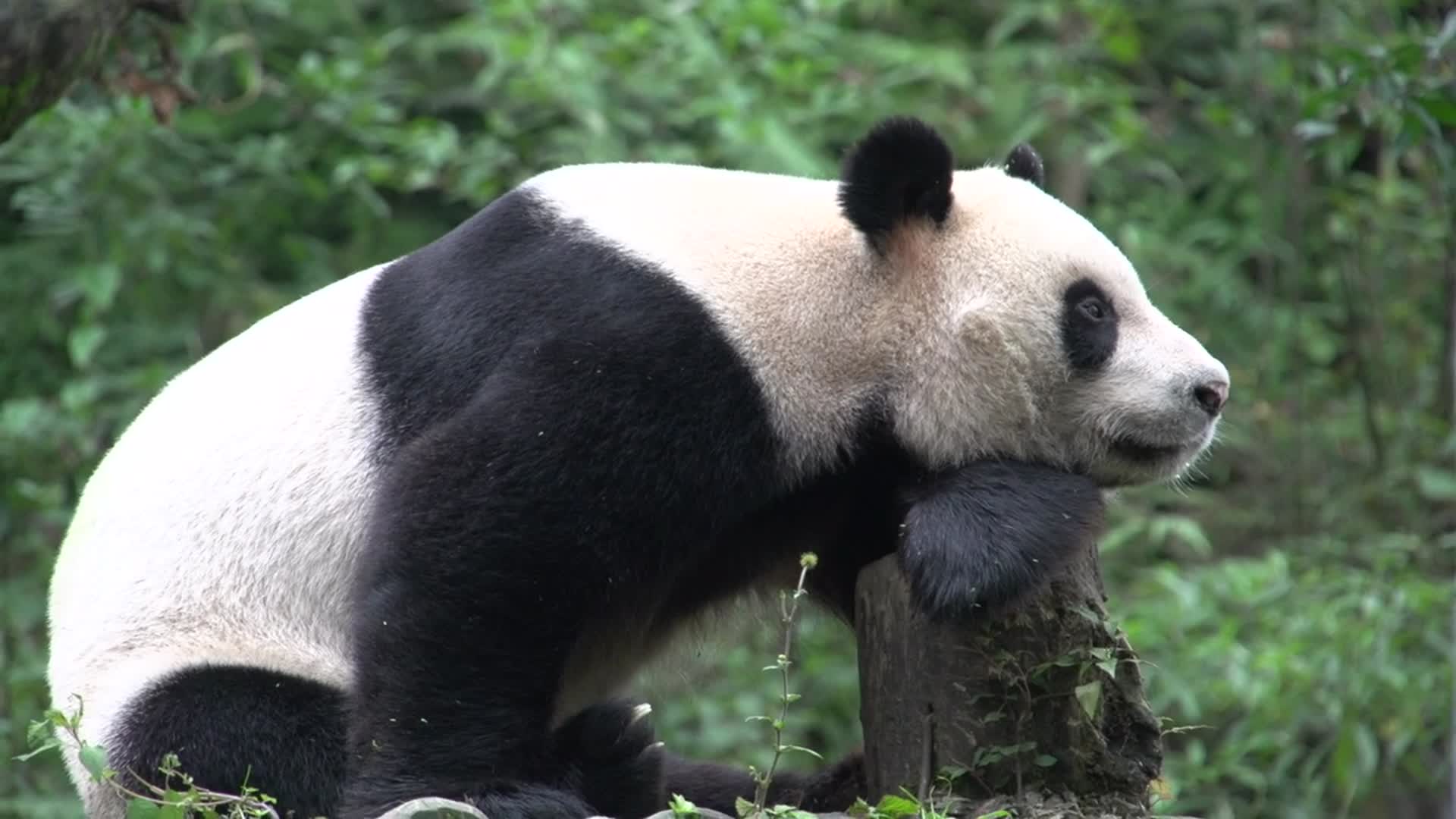 可爱的大熊猫视频的预览图