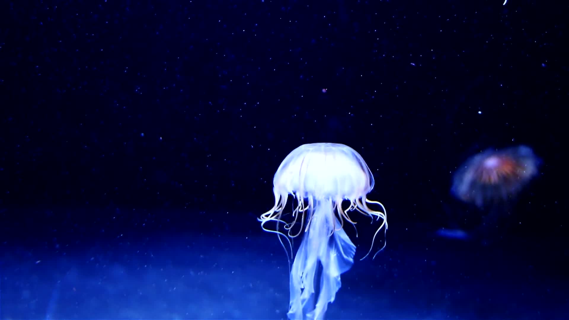 深海水母高清实拍视频的预览图