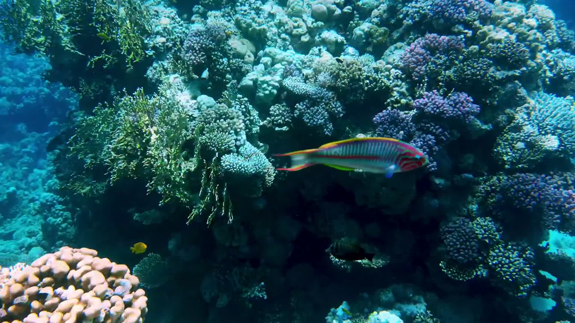 海底高清4K实拍热带鱼视频的预览图