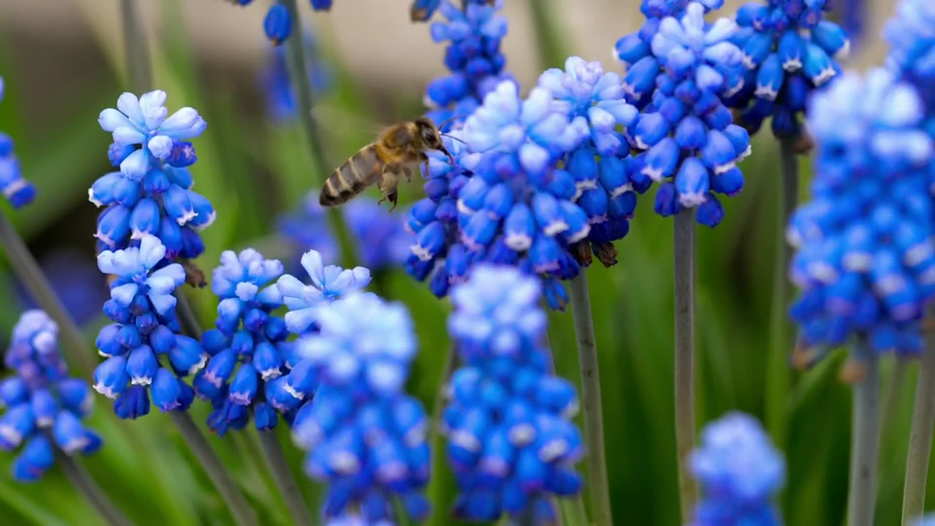 采花的蜜蜂高清拍摄视频的预览图