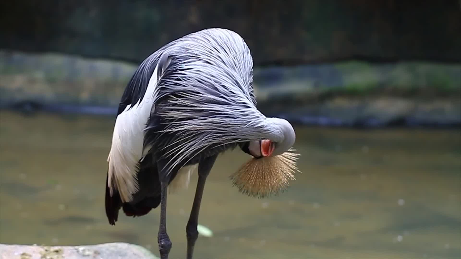 整理羽毛的热带鸟视频的预览图