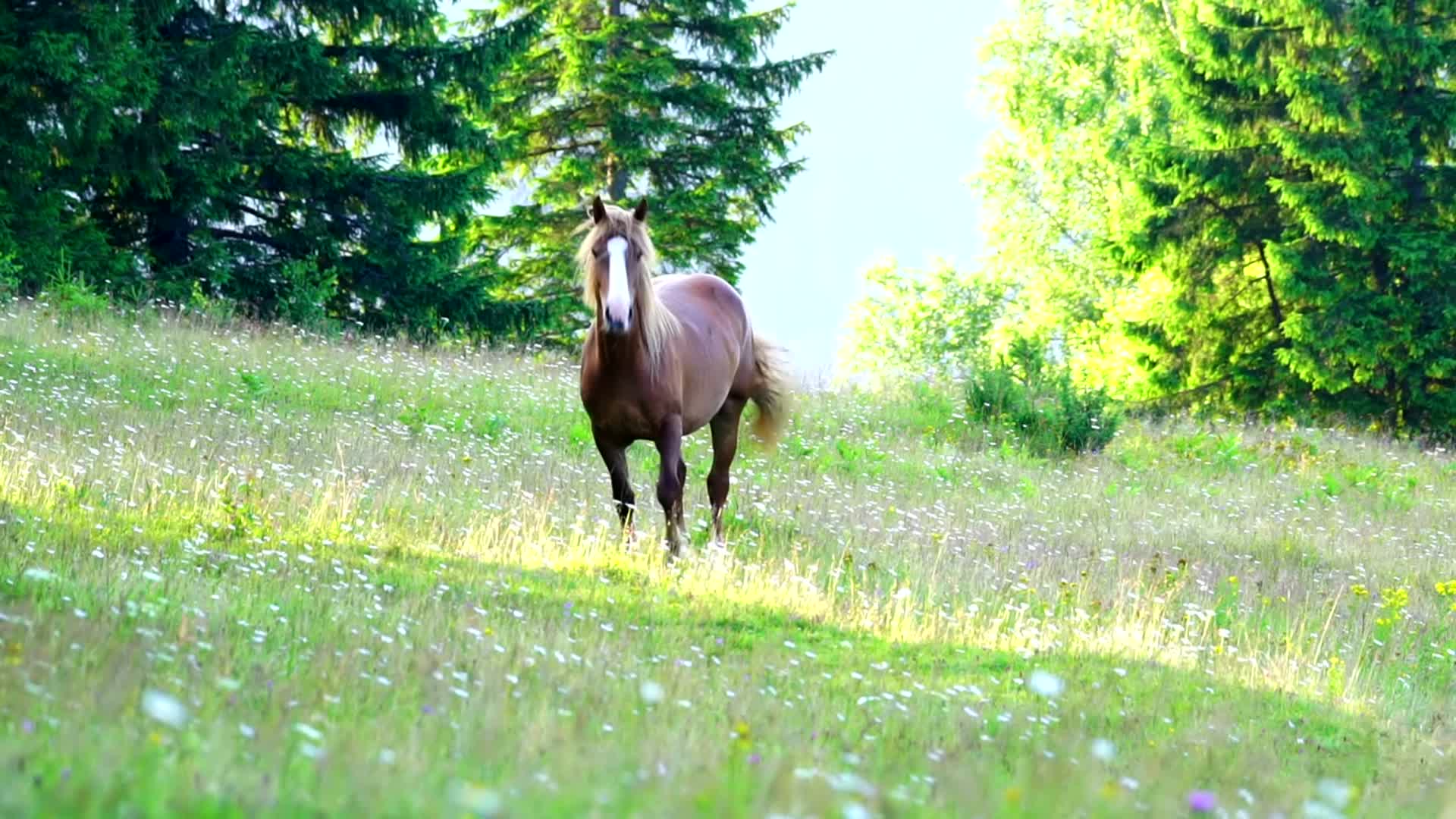 草原上一匹马儿实拍4K高清视频视频的预览图