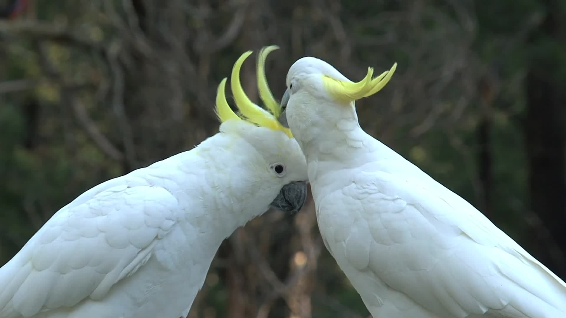 两只白色的鹦鹉视频的预览图