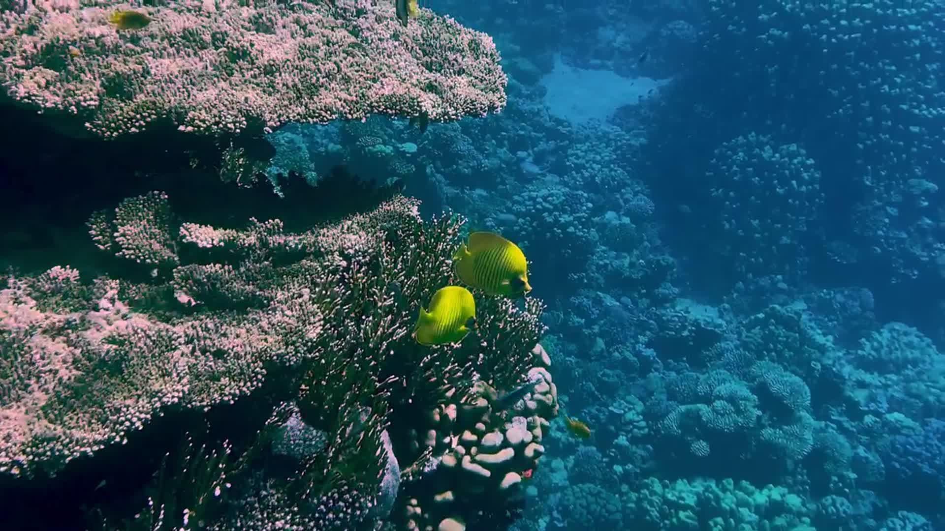 海底高清4K实拍热带鱼视频的预览图