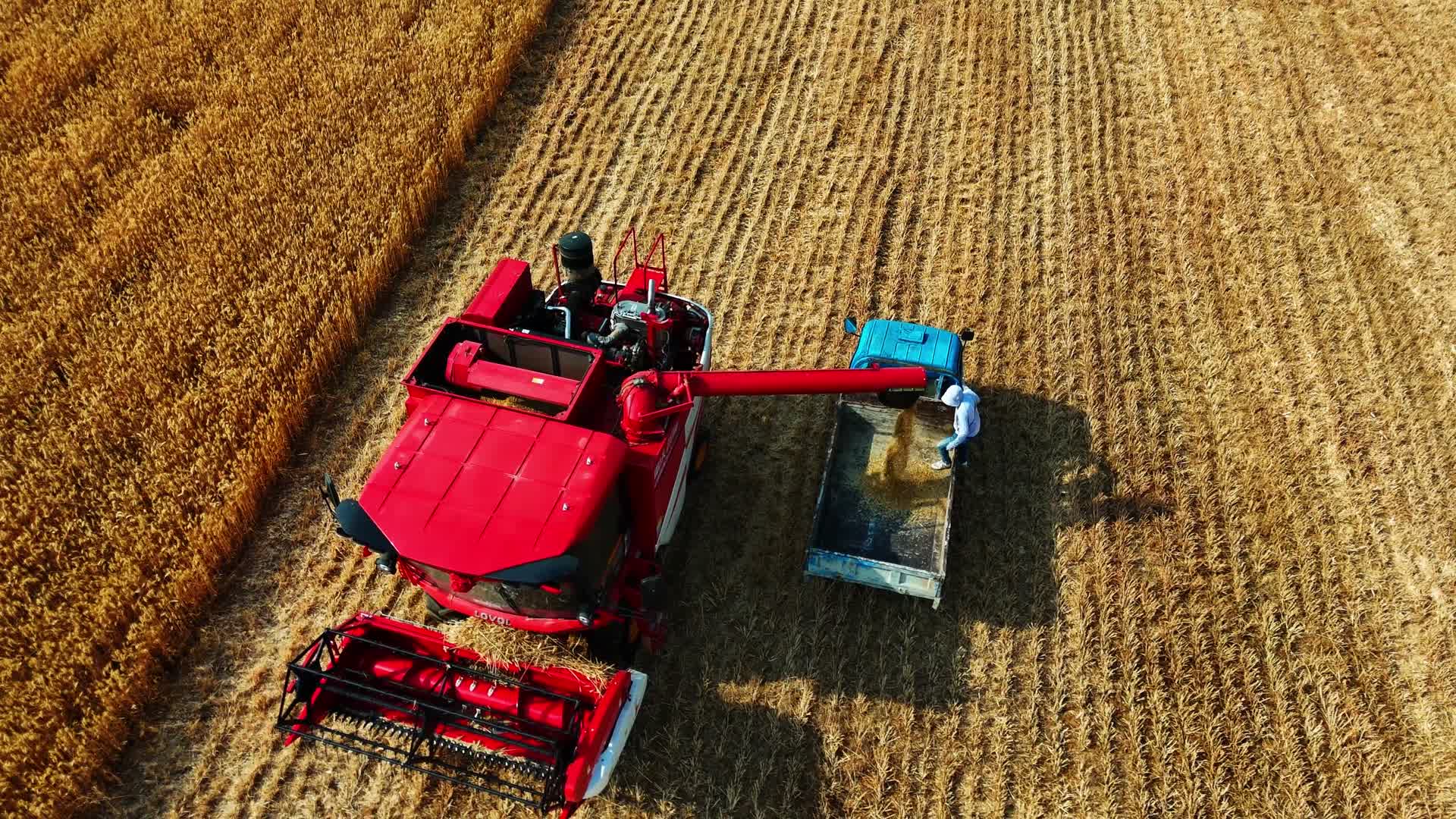 航拍收割机收小麦视频的预览图