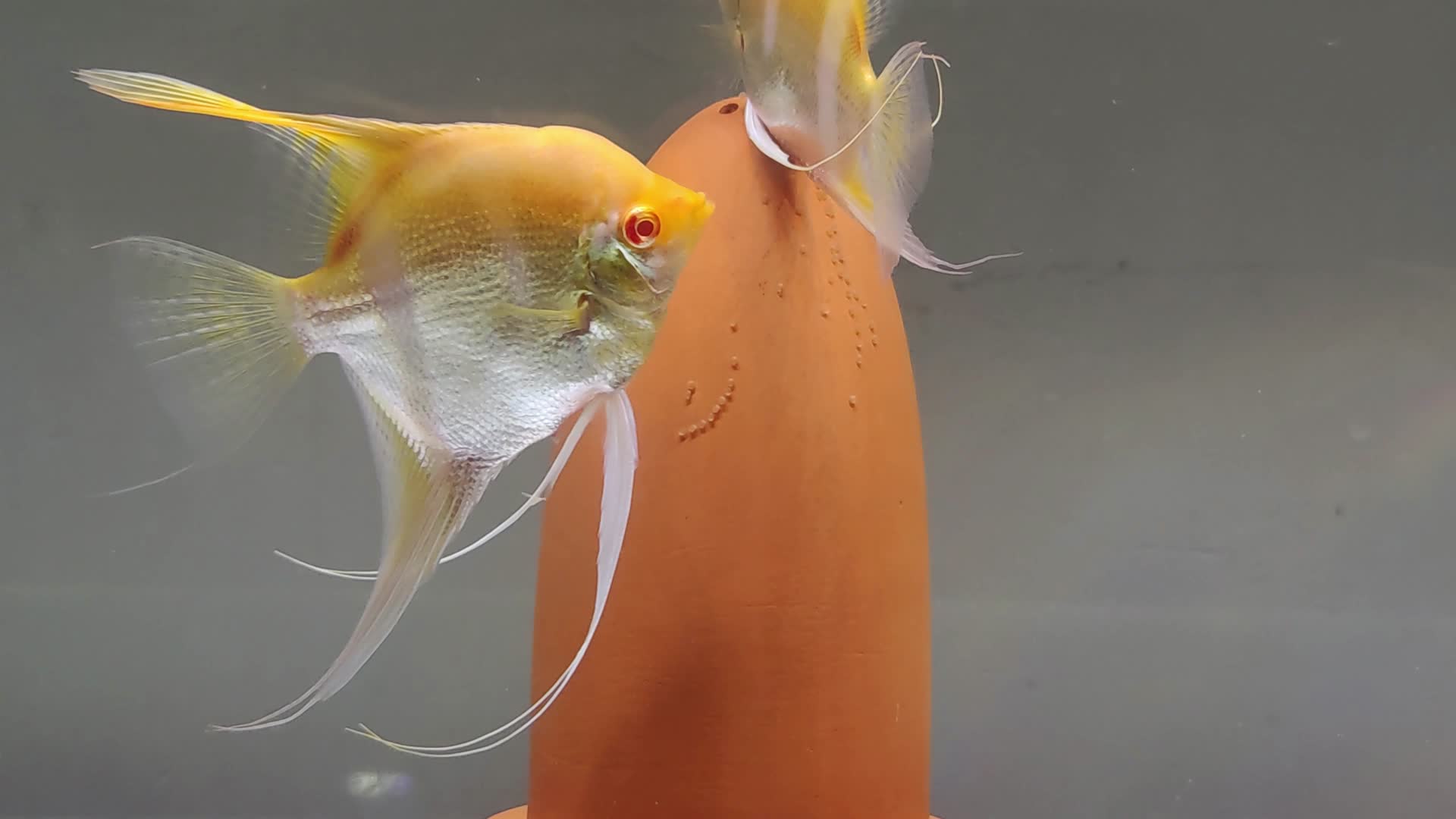 热带鱼产卵实拍视频的预览图