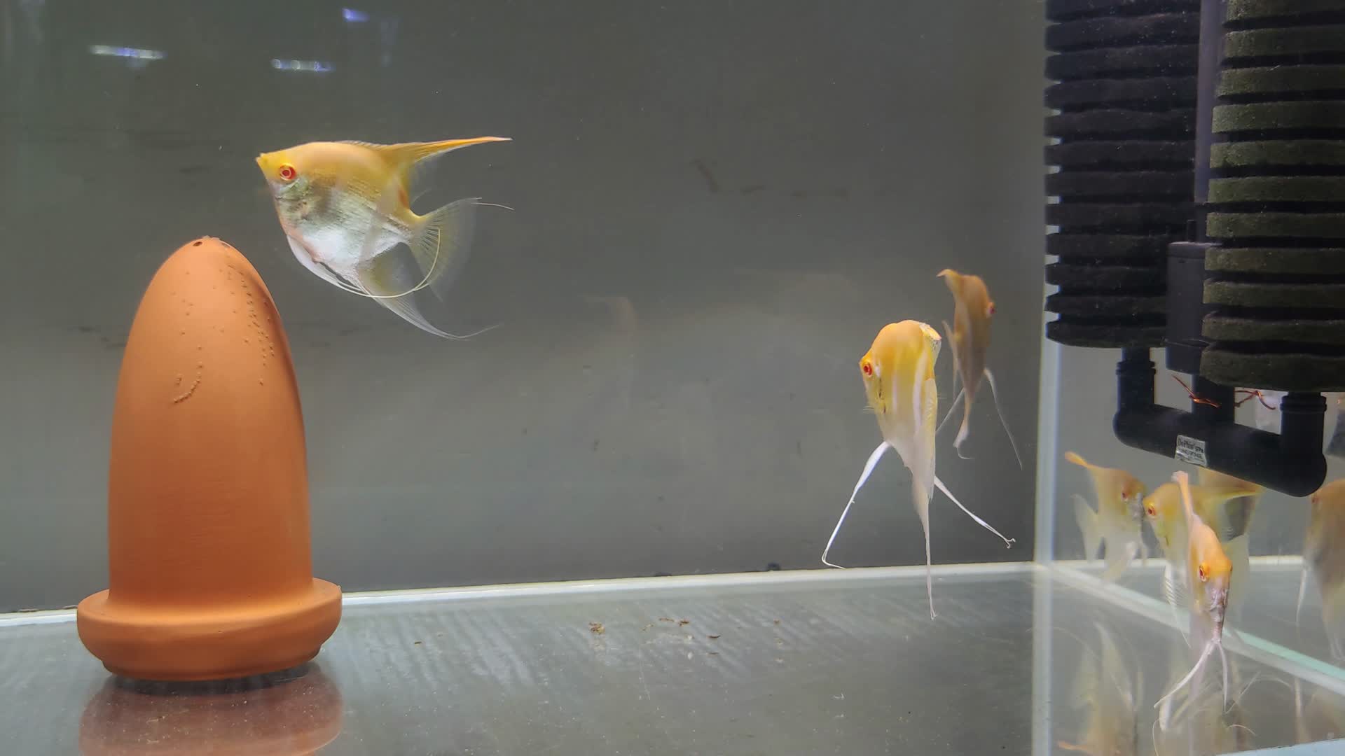 神仙鱼交配产卵实拍视频的预览图