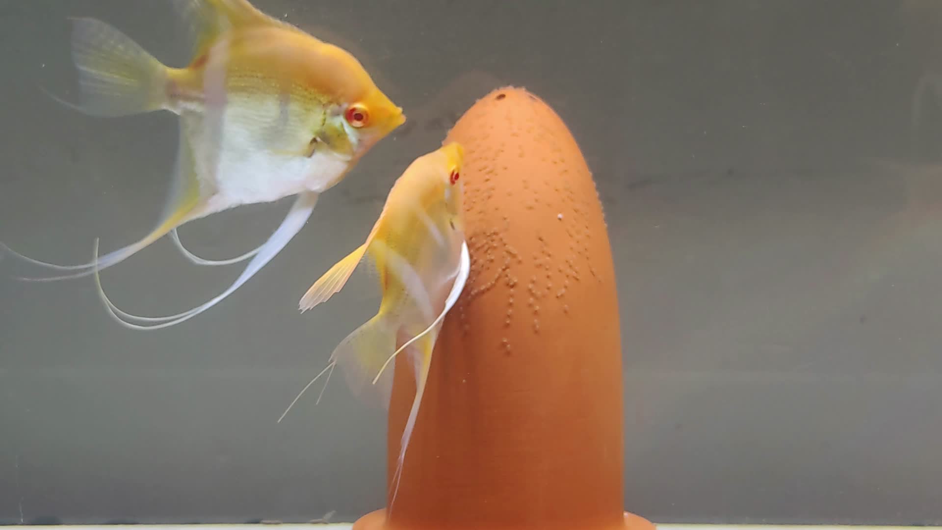 热带鱼饲养神仙鱼产卵实拍视频的预览图