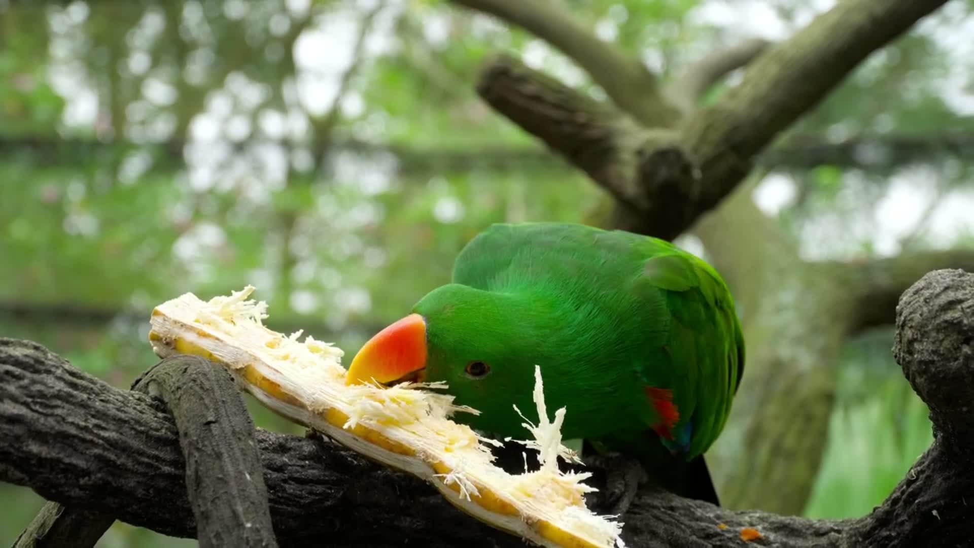 绿色的鹦鹉视频的预览图