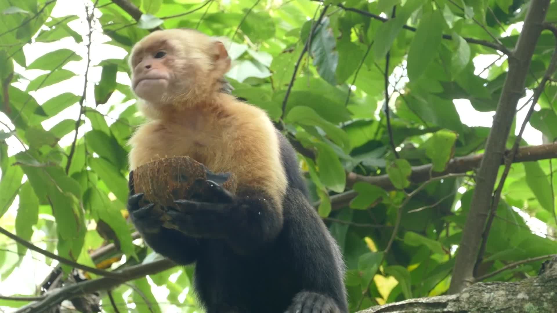 吃椰子的猴子视频的预览图
