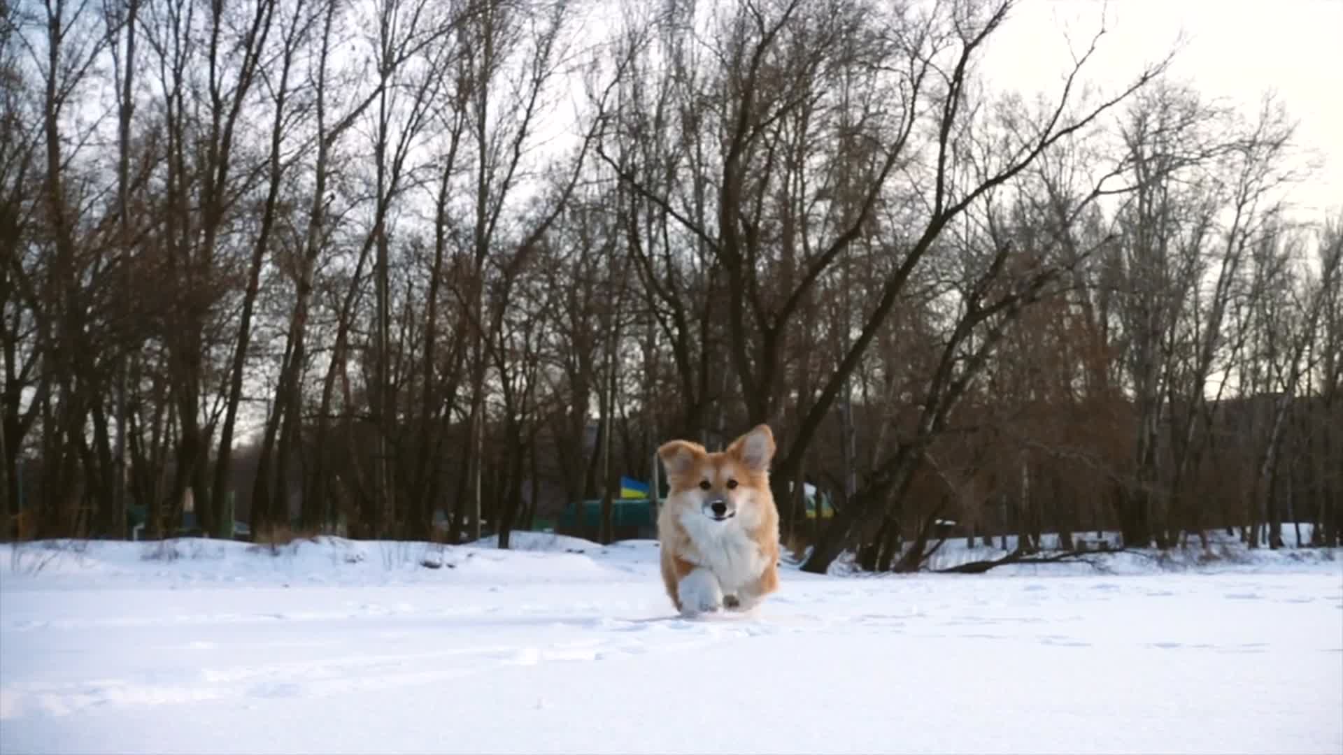 雪地里的小狗视频的预览图