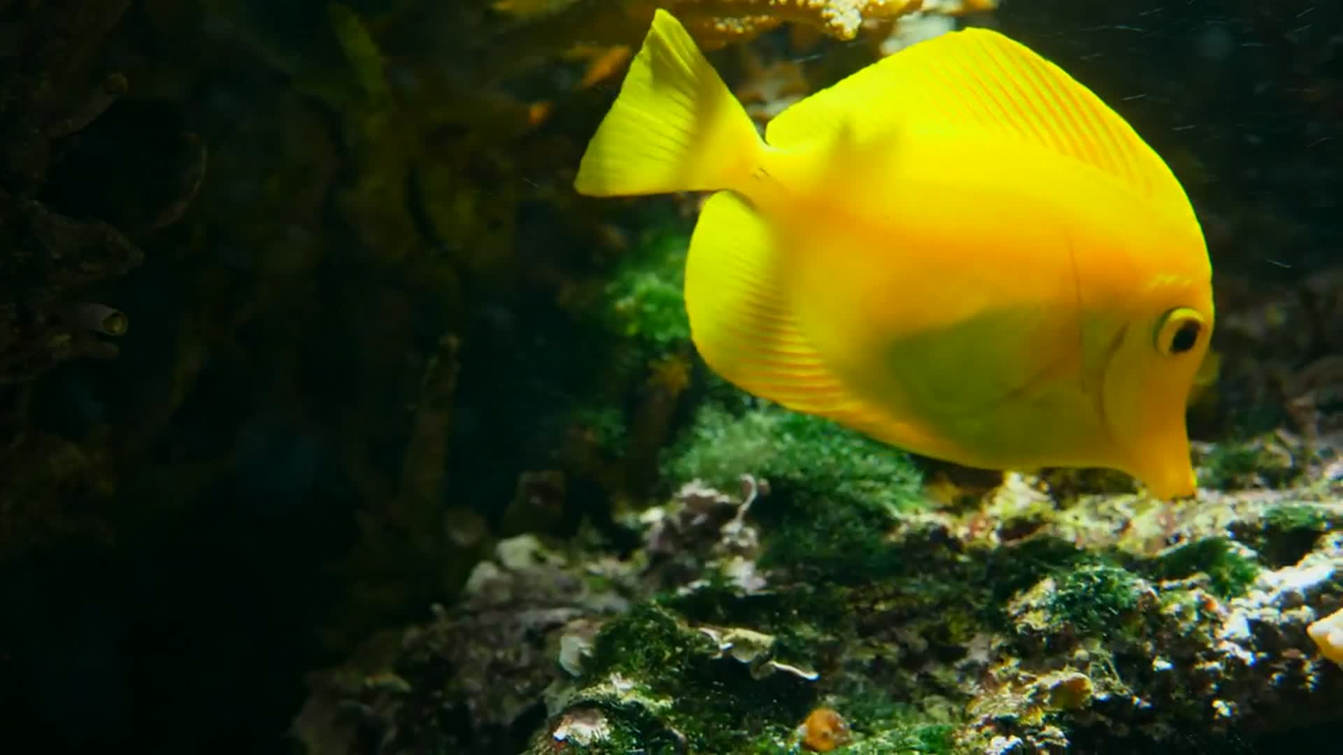 黄色的热带鱼视频的预览图