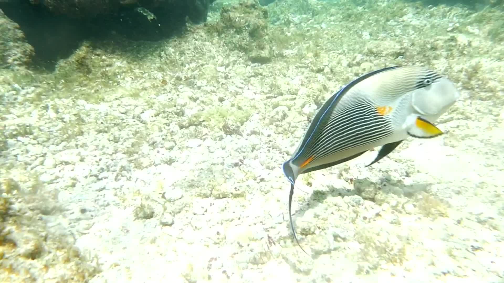 快乐的热带鱼视频的预览图