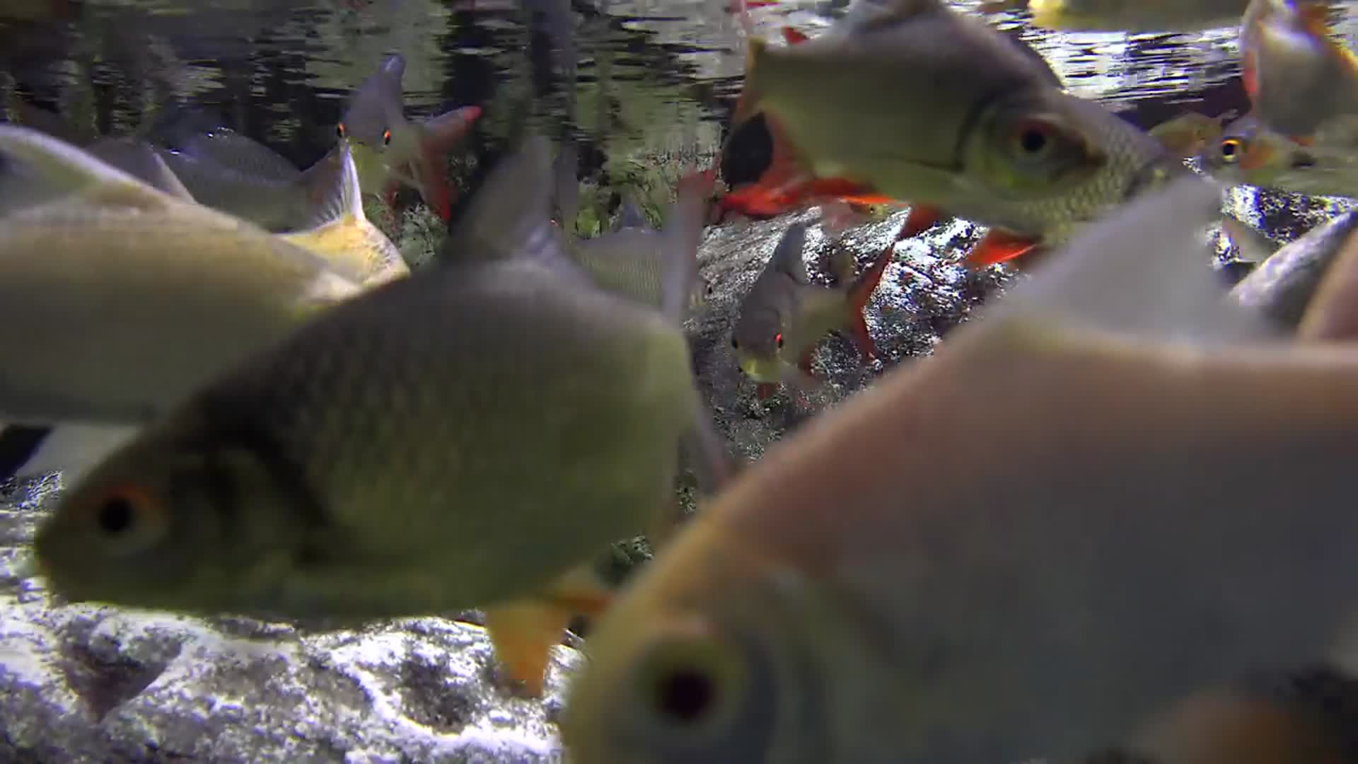 海里的热带鱼视频的预览图