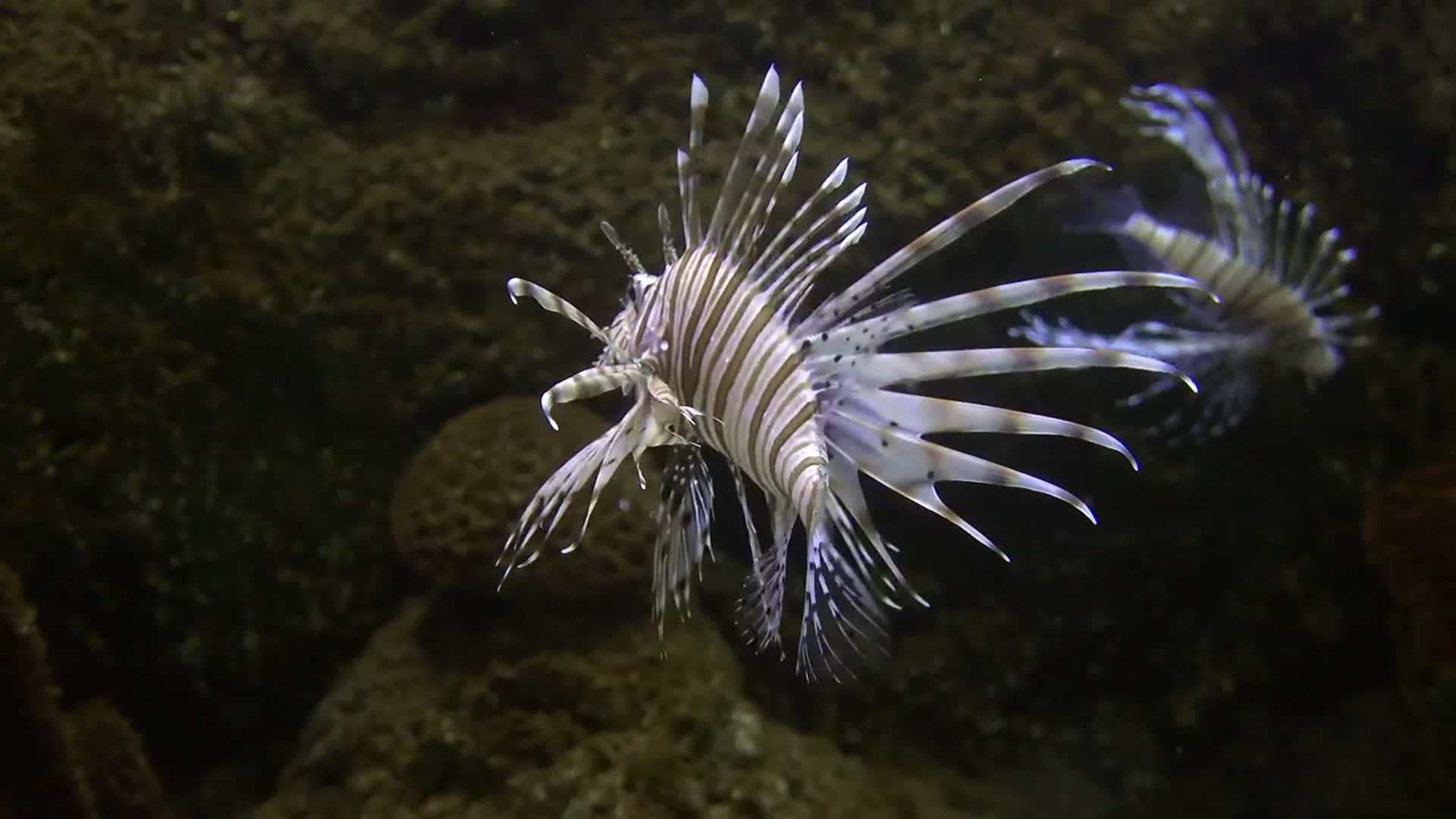 海里的热带鱼视频的预览图