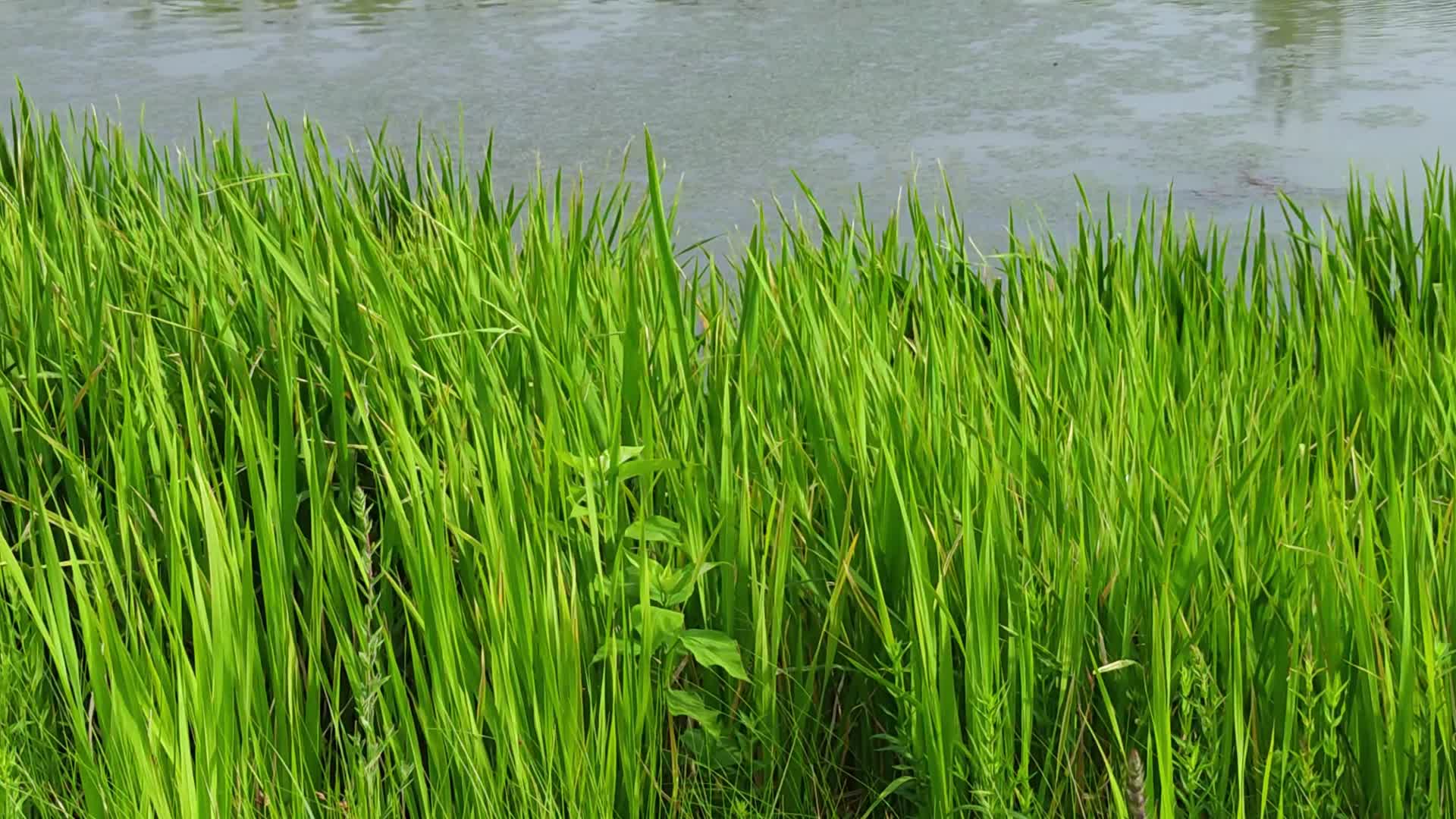 河水野草自然景观视频的预览图