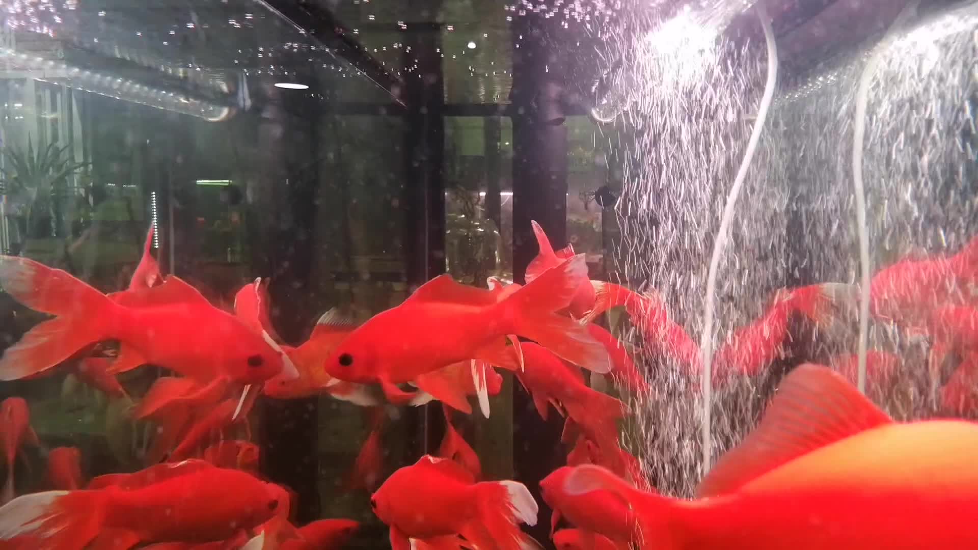 鱼缸里的金鱼视频的预览图