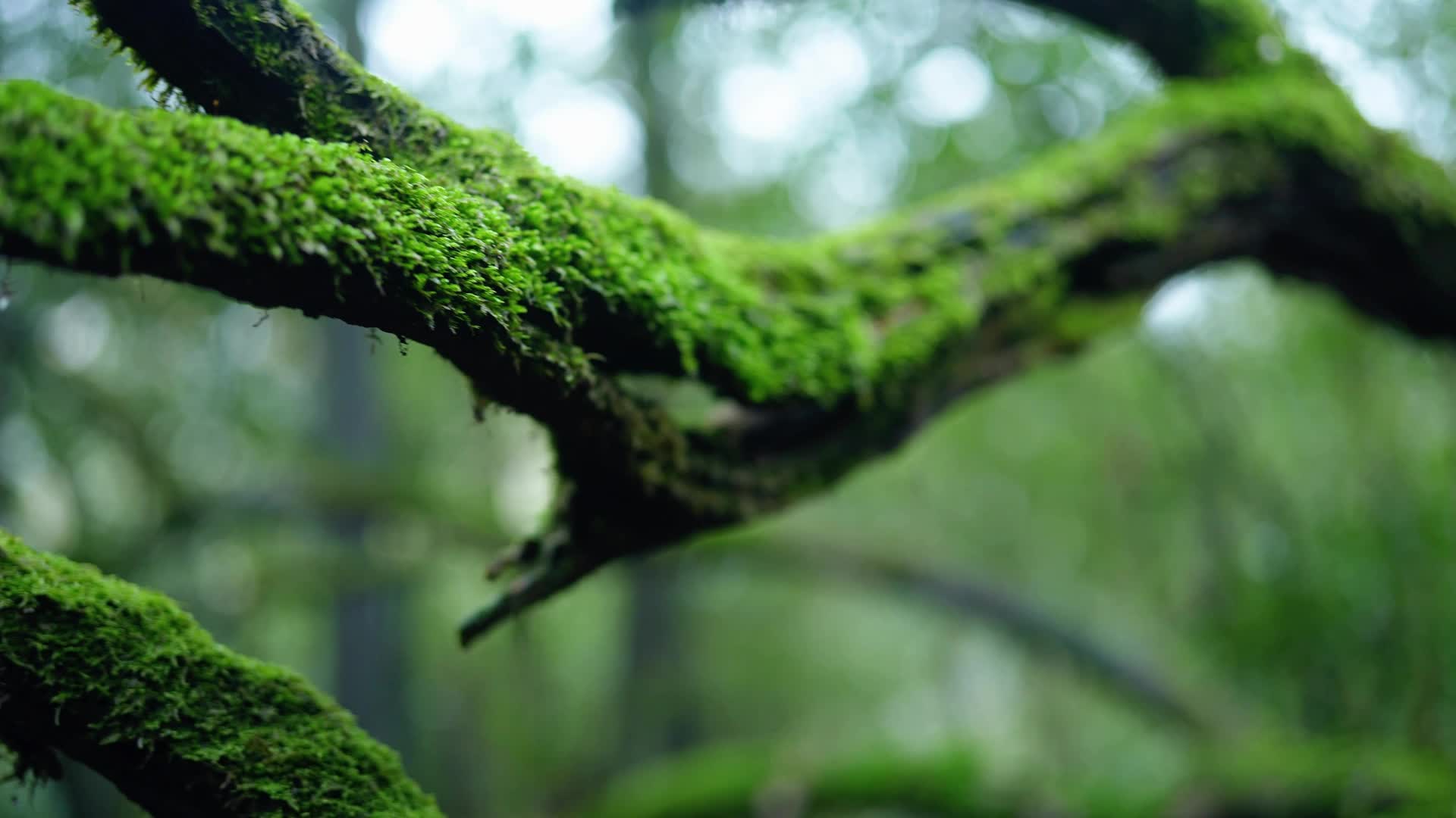 森林小草小草露珠山水视频的预览图
