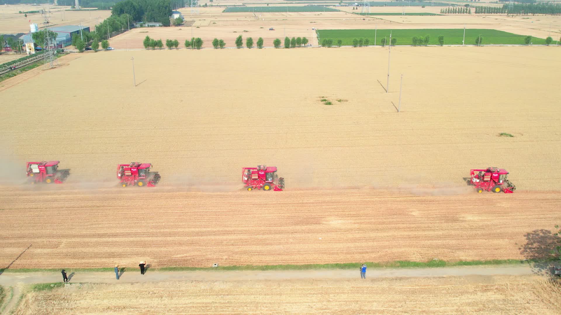 大面积麦田联合收割画面收割机联合收割机麦田多部收割机同时作业农田农业麦收收割麦子机械化作业丰收的场景麦收的场景丰收致富农田水利农视频的预览图