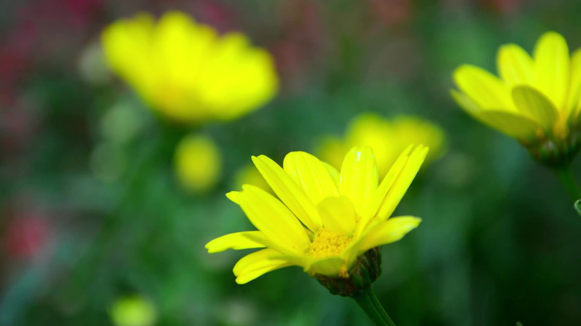 夏天城市公园户外黄金菊竞相开放视频的预览图