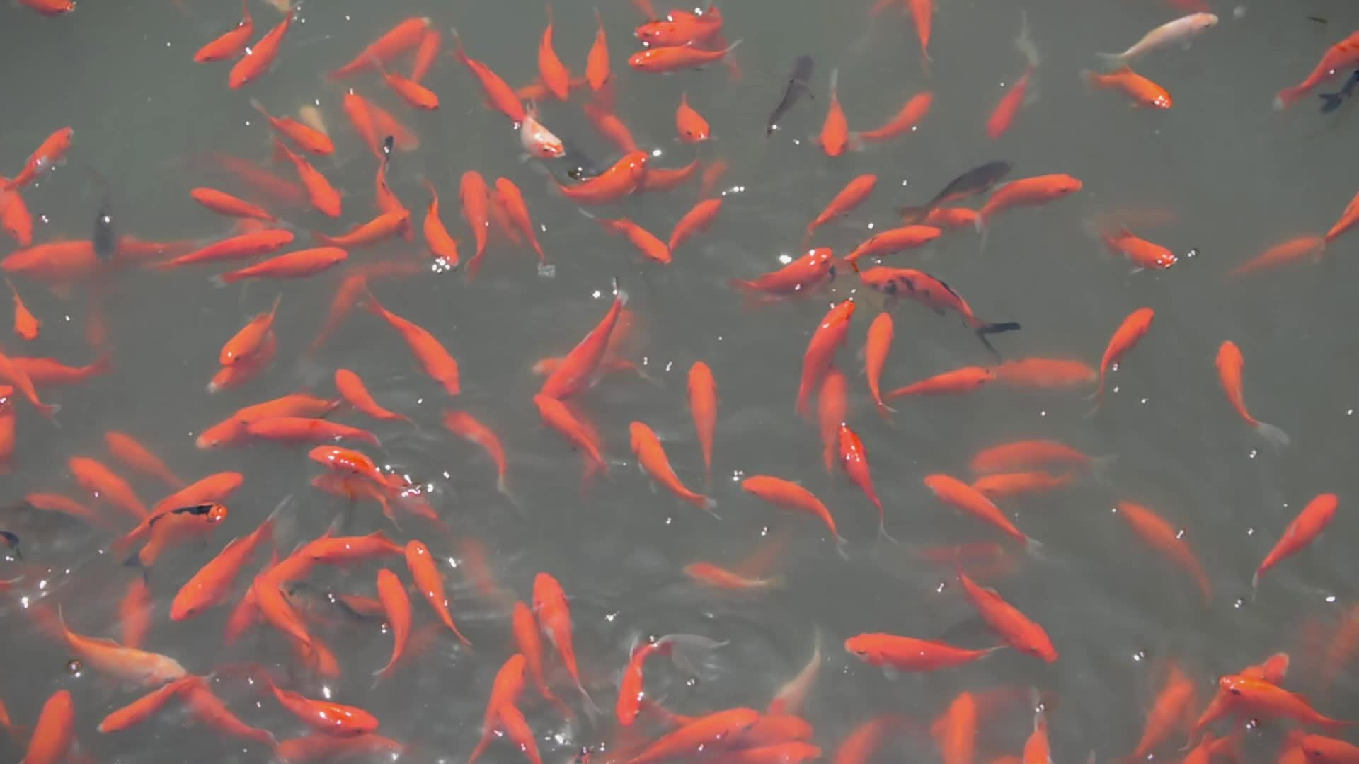 公园池塘中观赏鱼红色小锦鲤视频的预览图