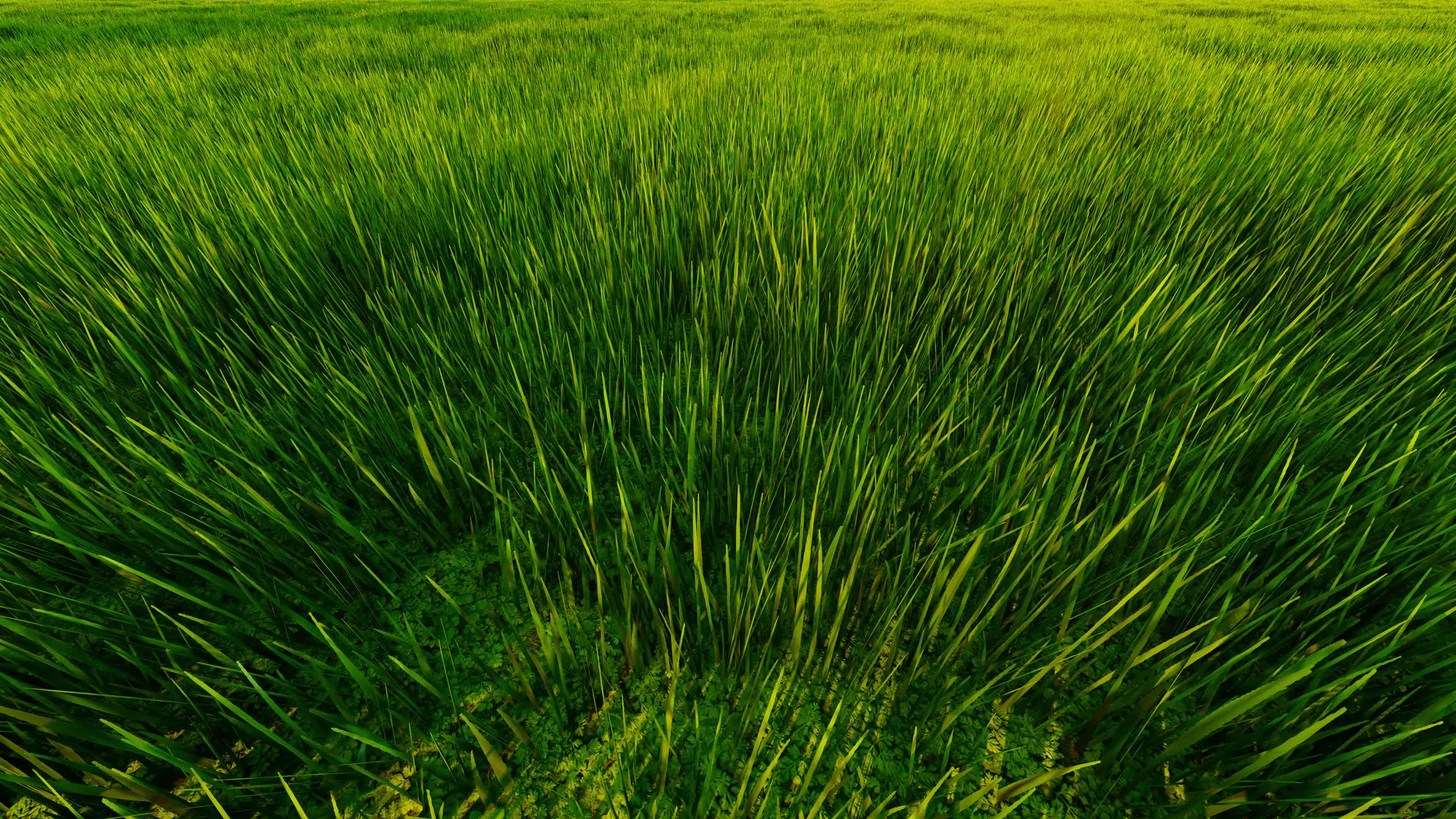 草原上的小草随风飘荡视频的预览图
