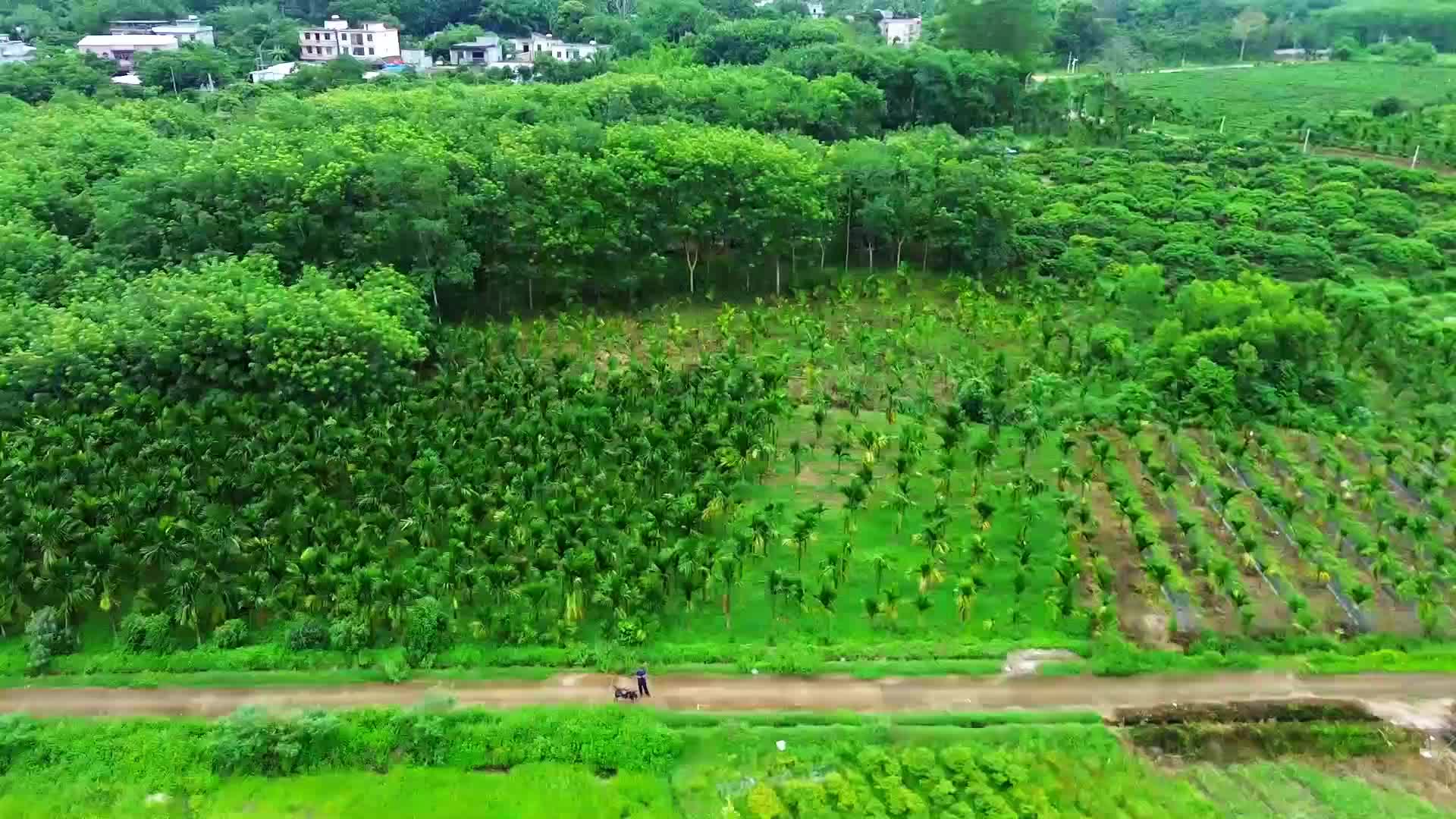 海南白沙茶园小镇的绿茶园视频的预览图