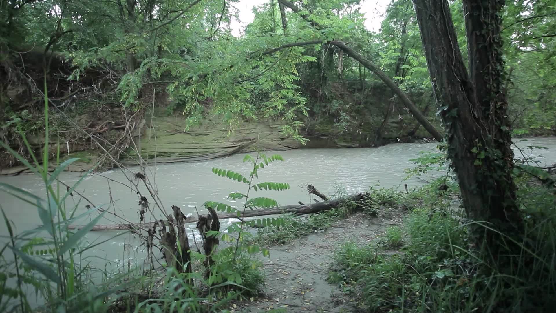 4k自然世界小溪树木花草天空视频的预览图