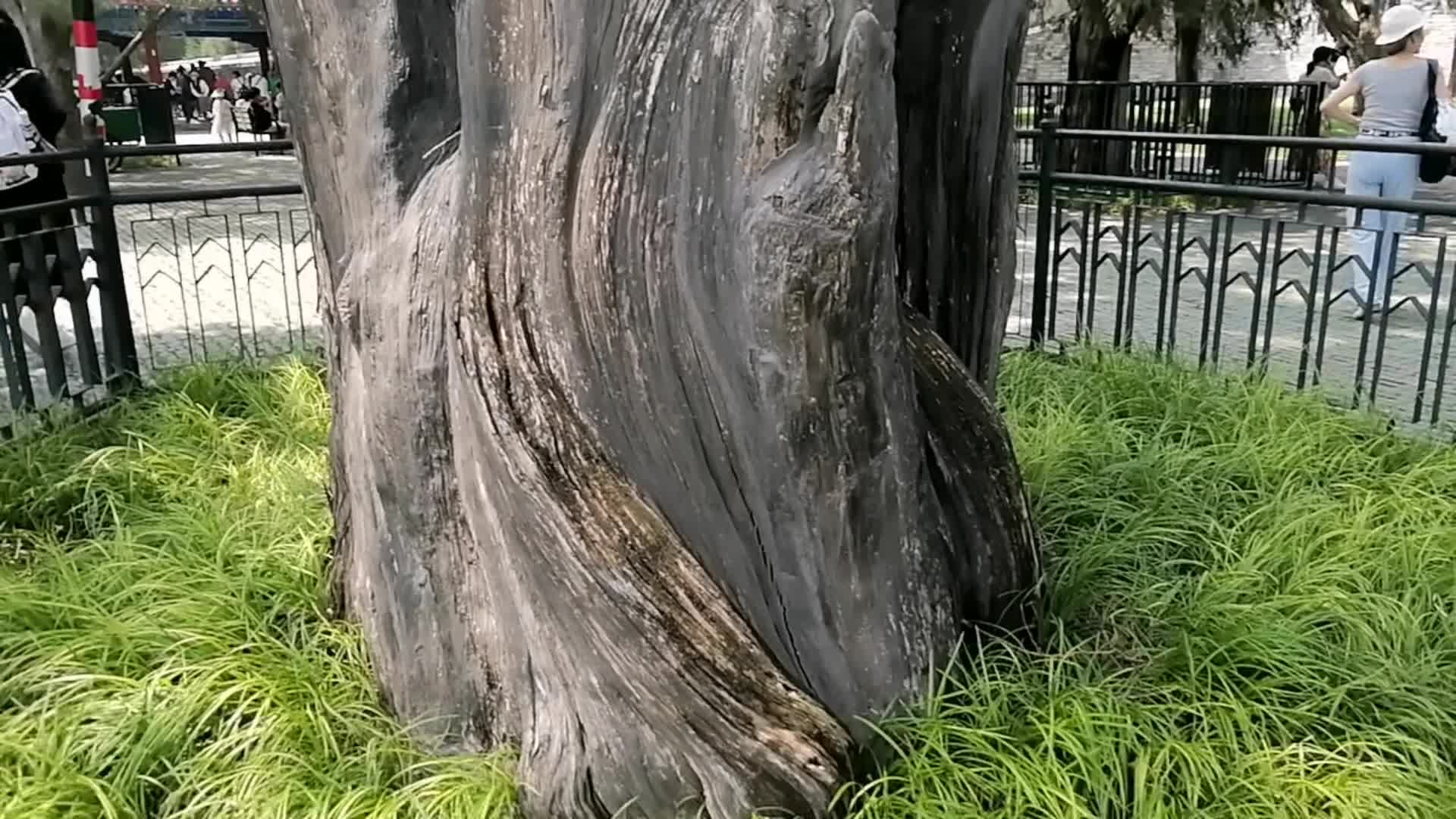 北京天坛公园内的古树视频的预览图