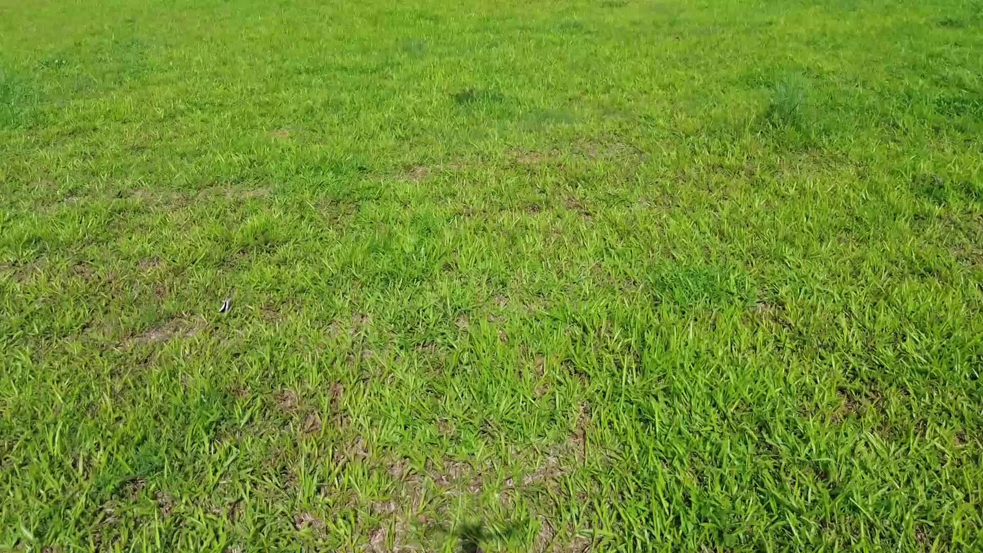 一遍绿油油草坪草地视频的预览图