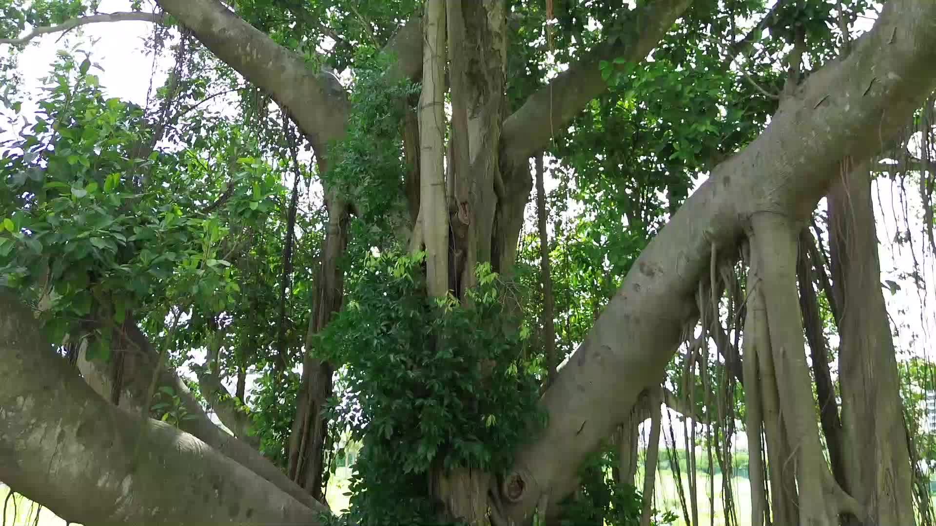 一棵古老大榕树视频视频的预览图