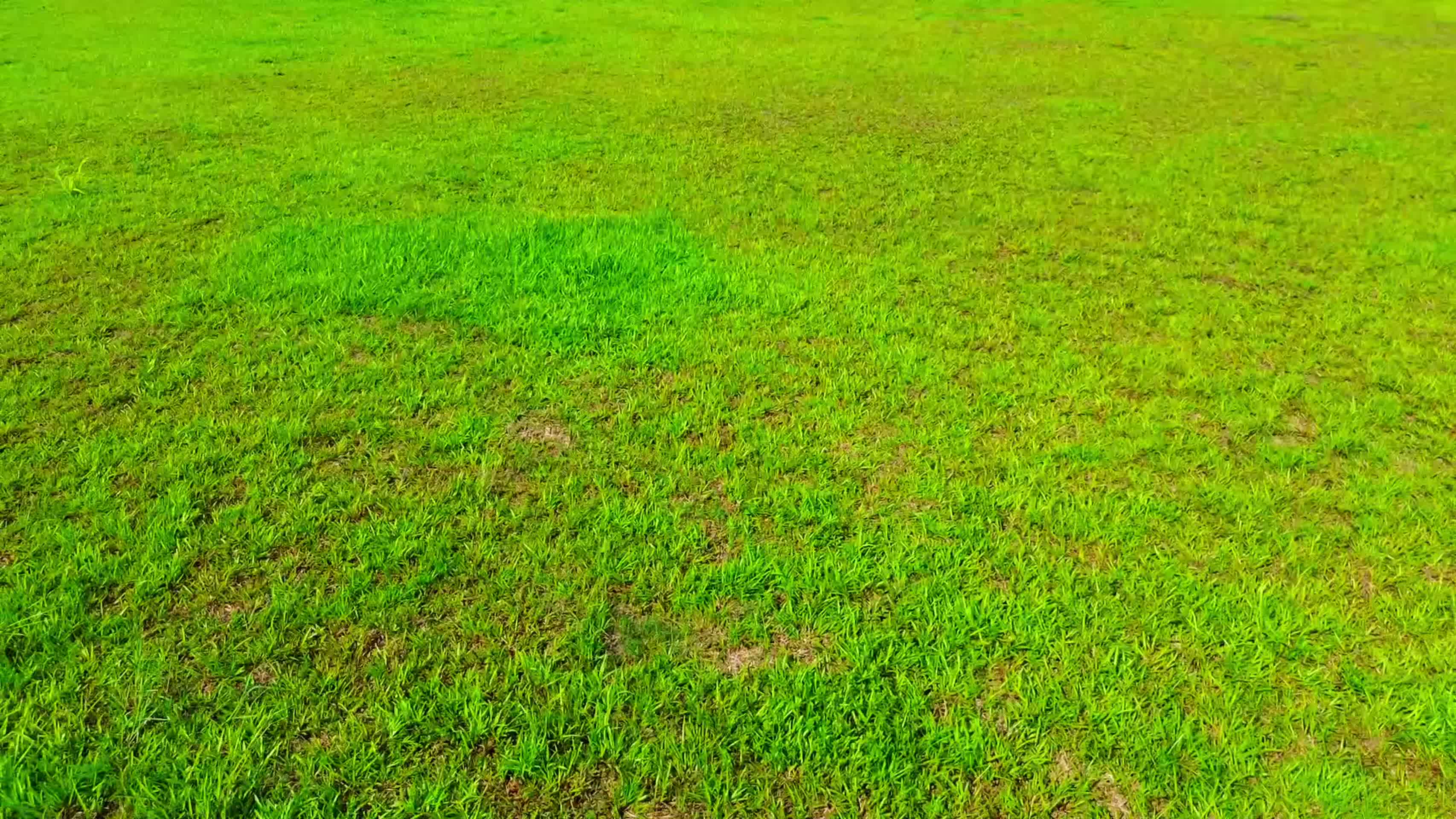一遍绿油油草坪草地视频的预览图