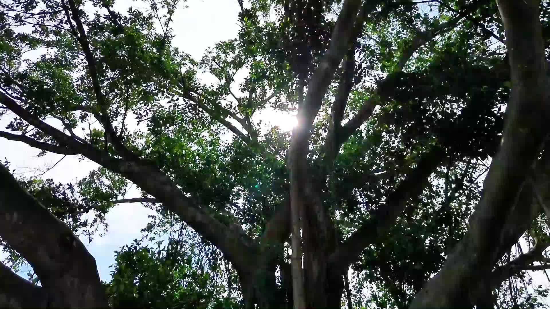 一棵古老大榕树视频视频的预览图