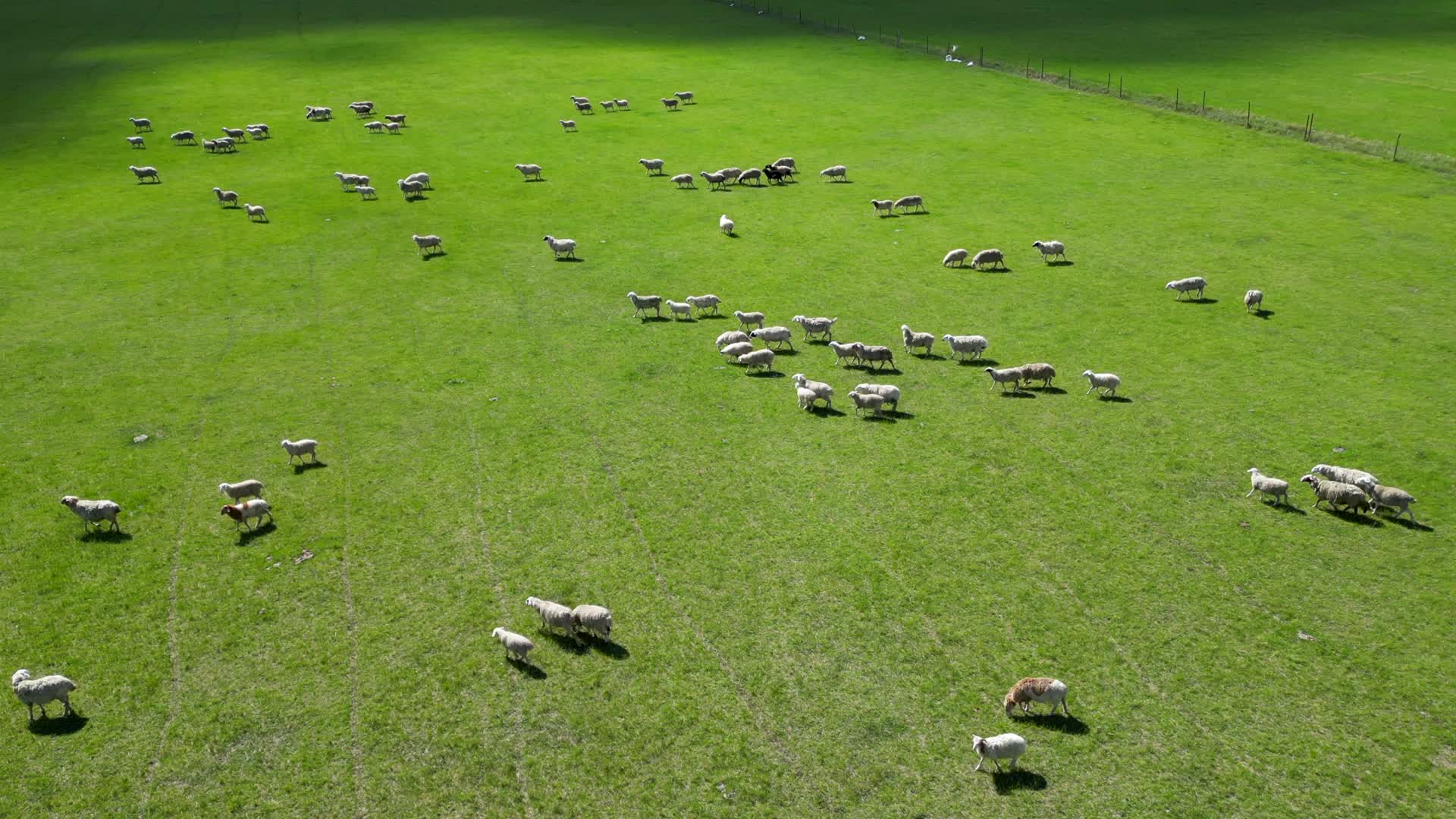 呼伦贝尔大草原羊群放牧航拍4K60视频的预览图
