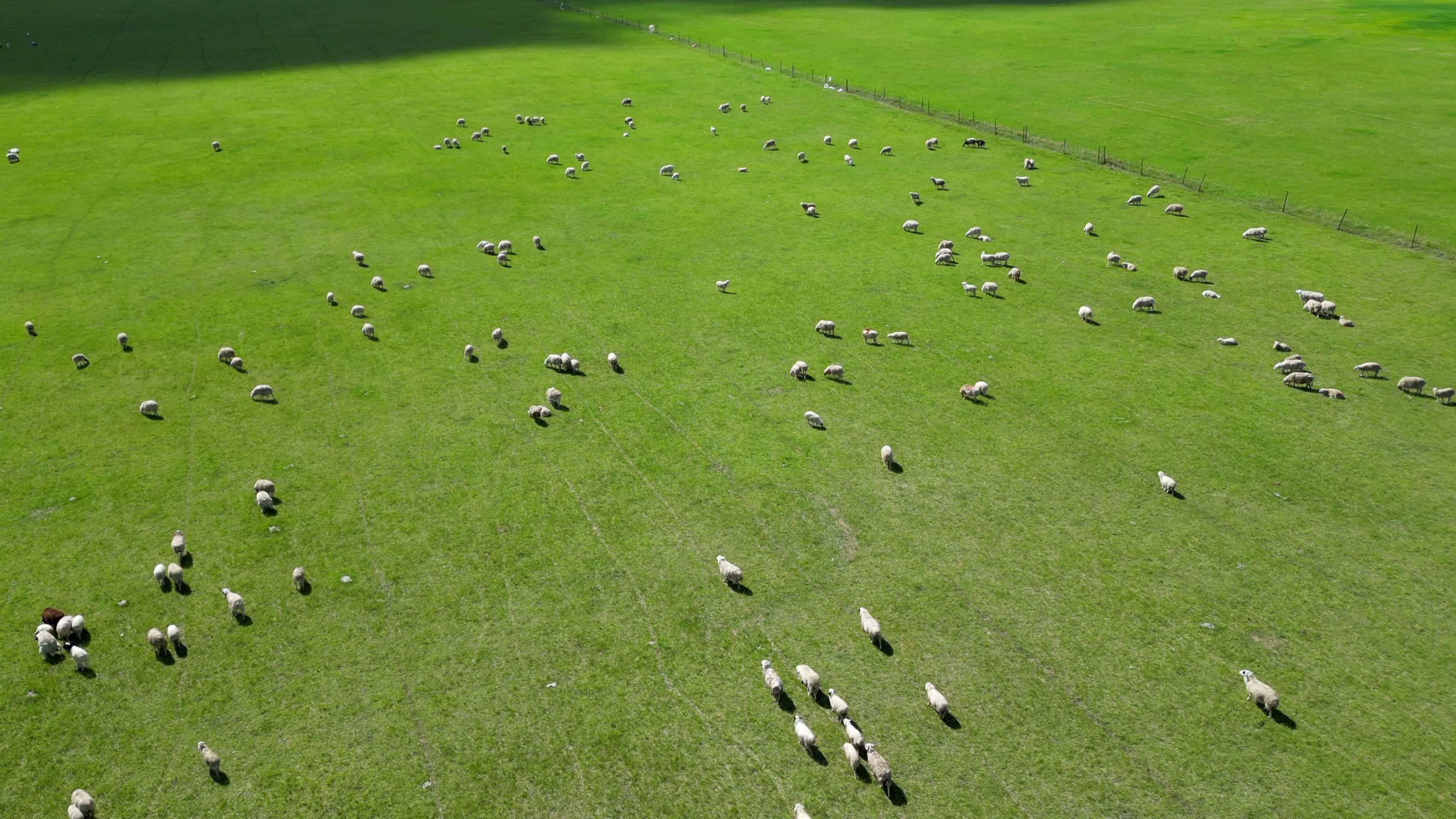 呼伦贝尔大草原羊群放牧航拍4K60视频的预览图