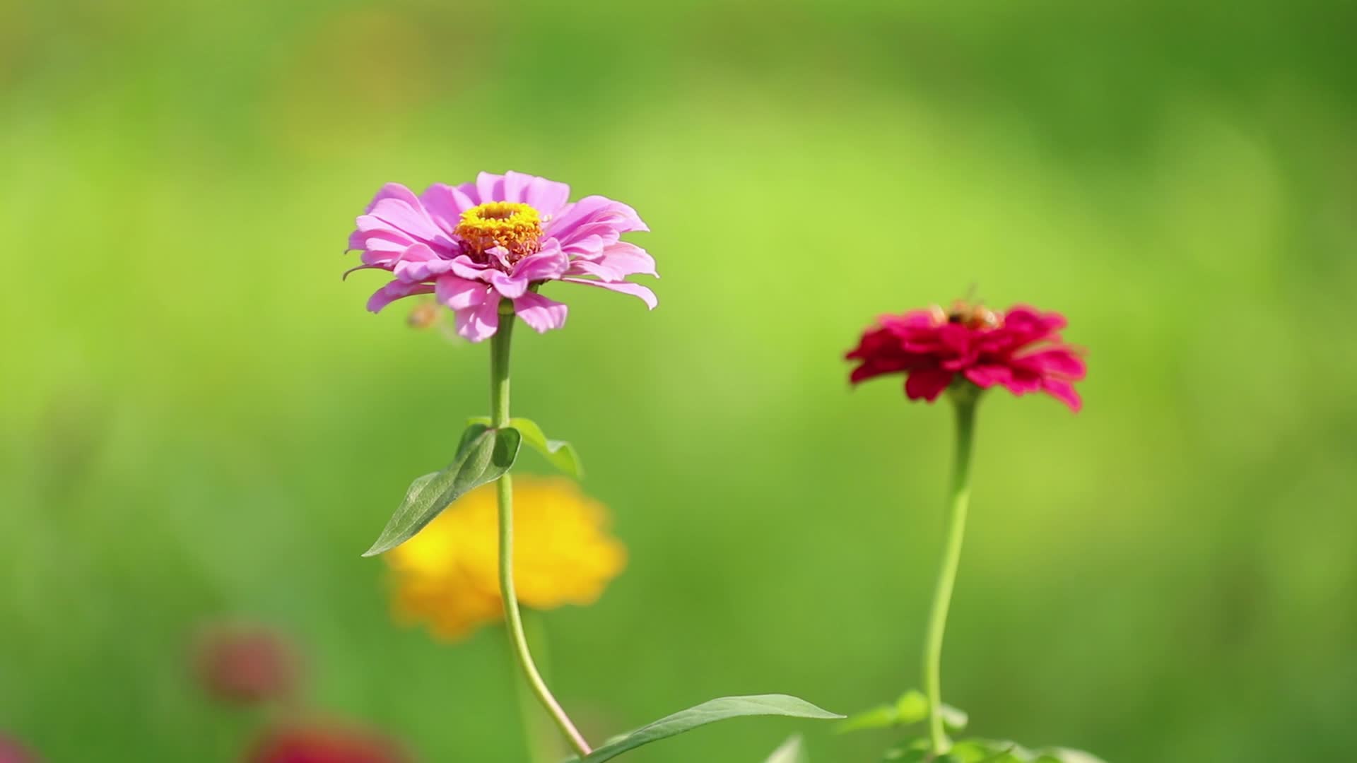 微风中的百日菊和蜜蜂视频的预览图