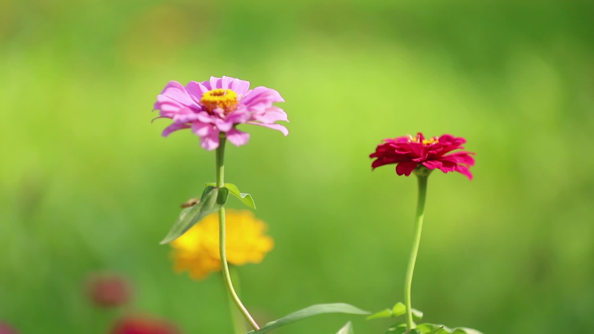 花园里的小蜜蜂视频的预览图