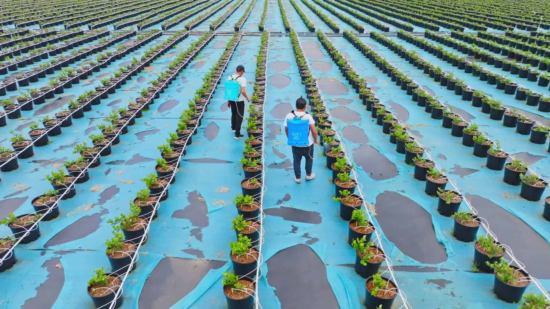 蓝莓种植基地给幼苗浇水施肥打药的农民航拍视频的预览图