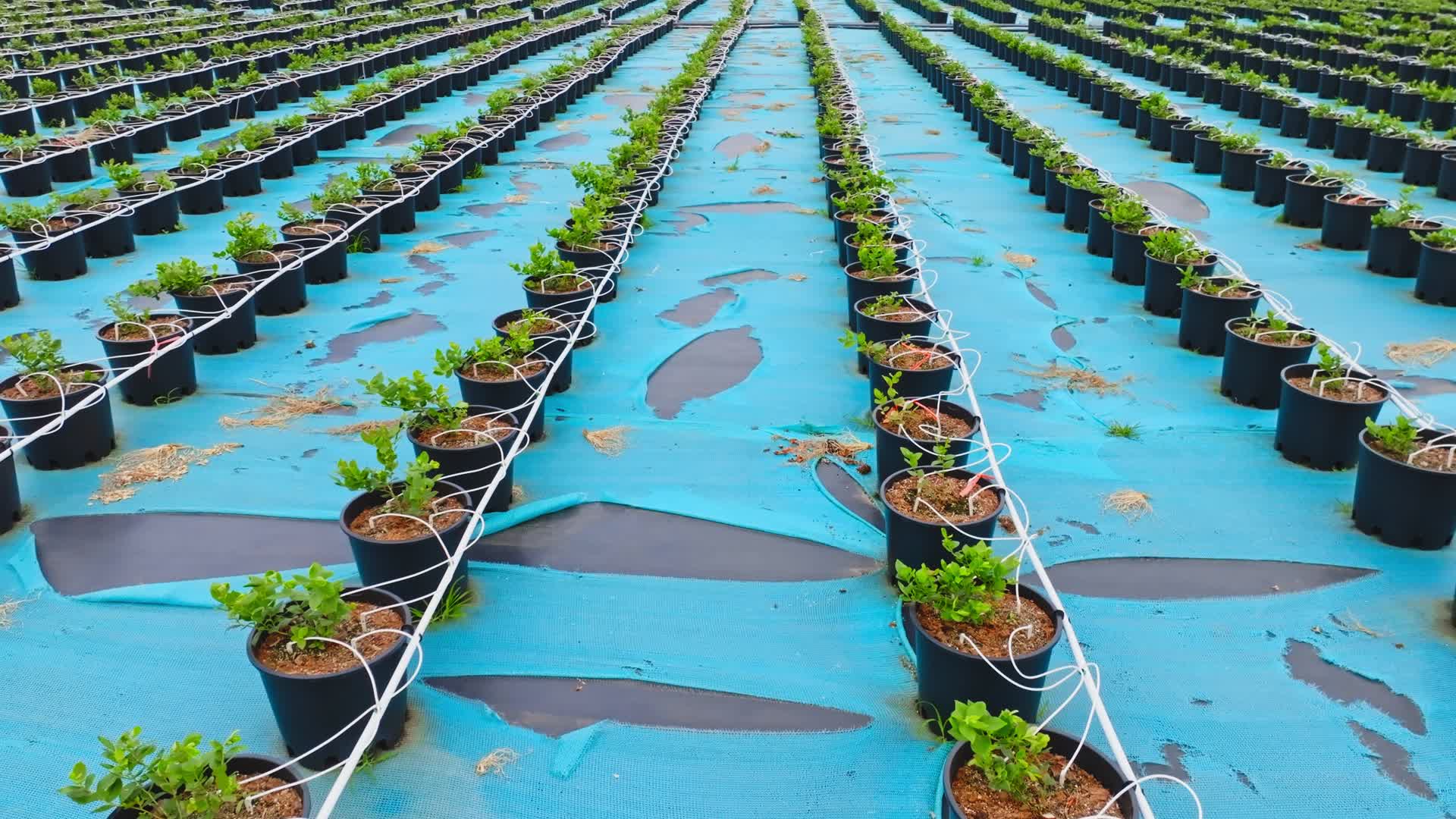 农业种植基地成片培植的蓝莓幼苗生长航拍视频的预览图