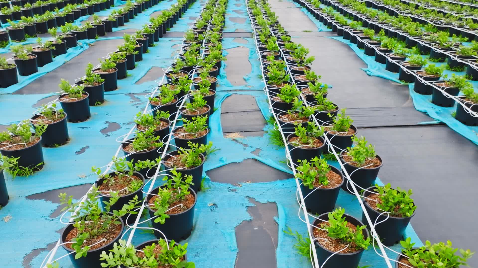 现代农业农作物种植基地盆中旺盛的蓝莓植株视频的预览图