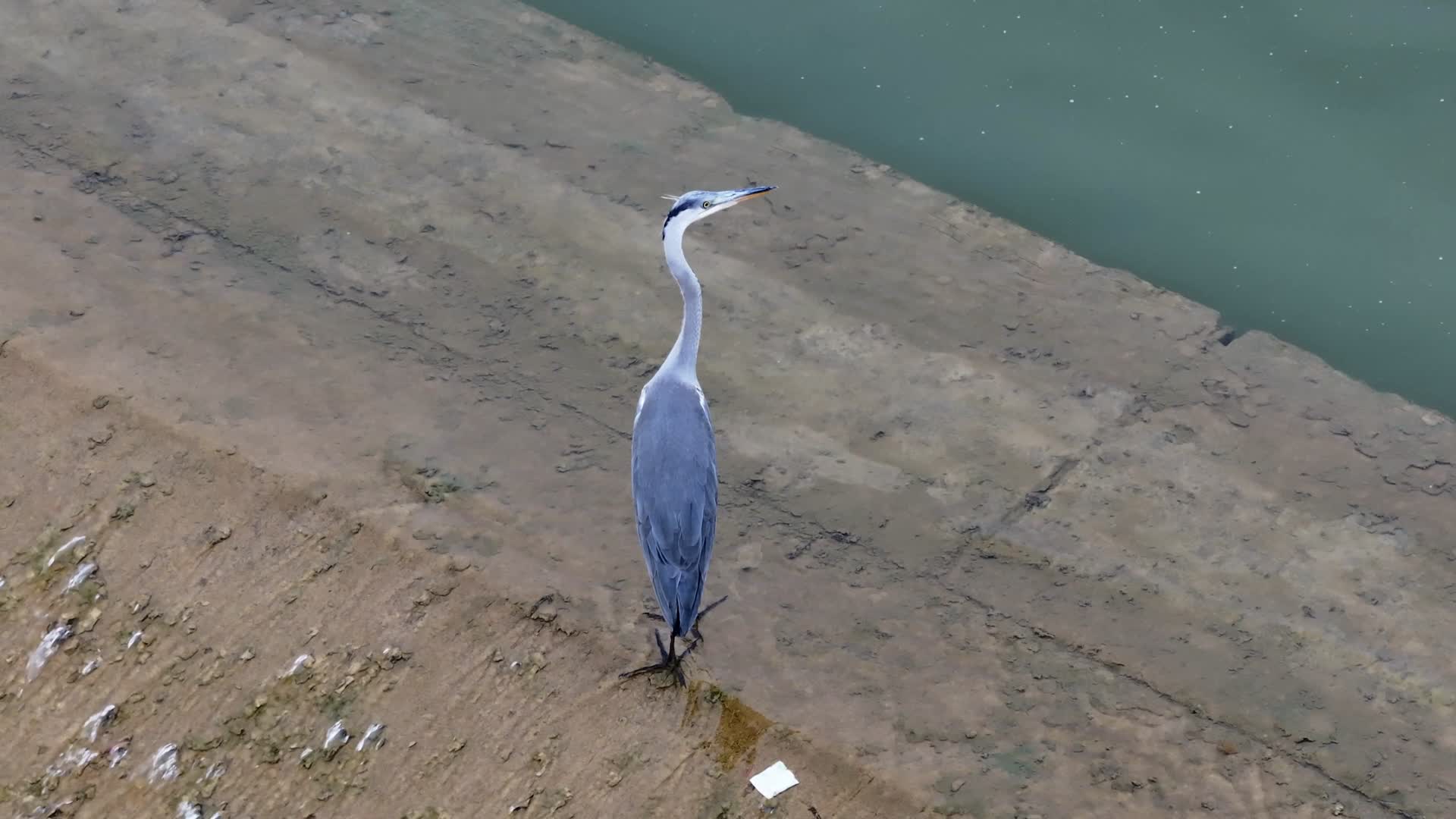 航拍苍鹭白鹭水鸟涉禽视频的预览图