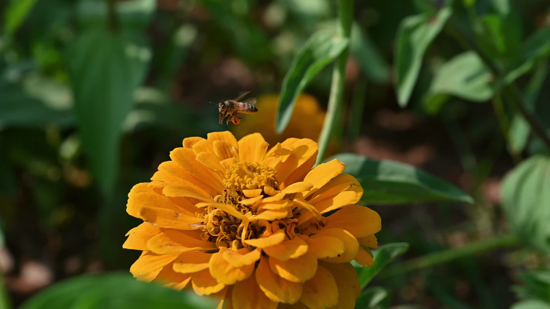 百日菊与蜜蜂视频的预览图