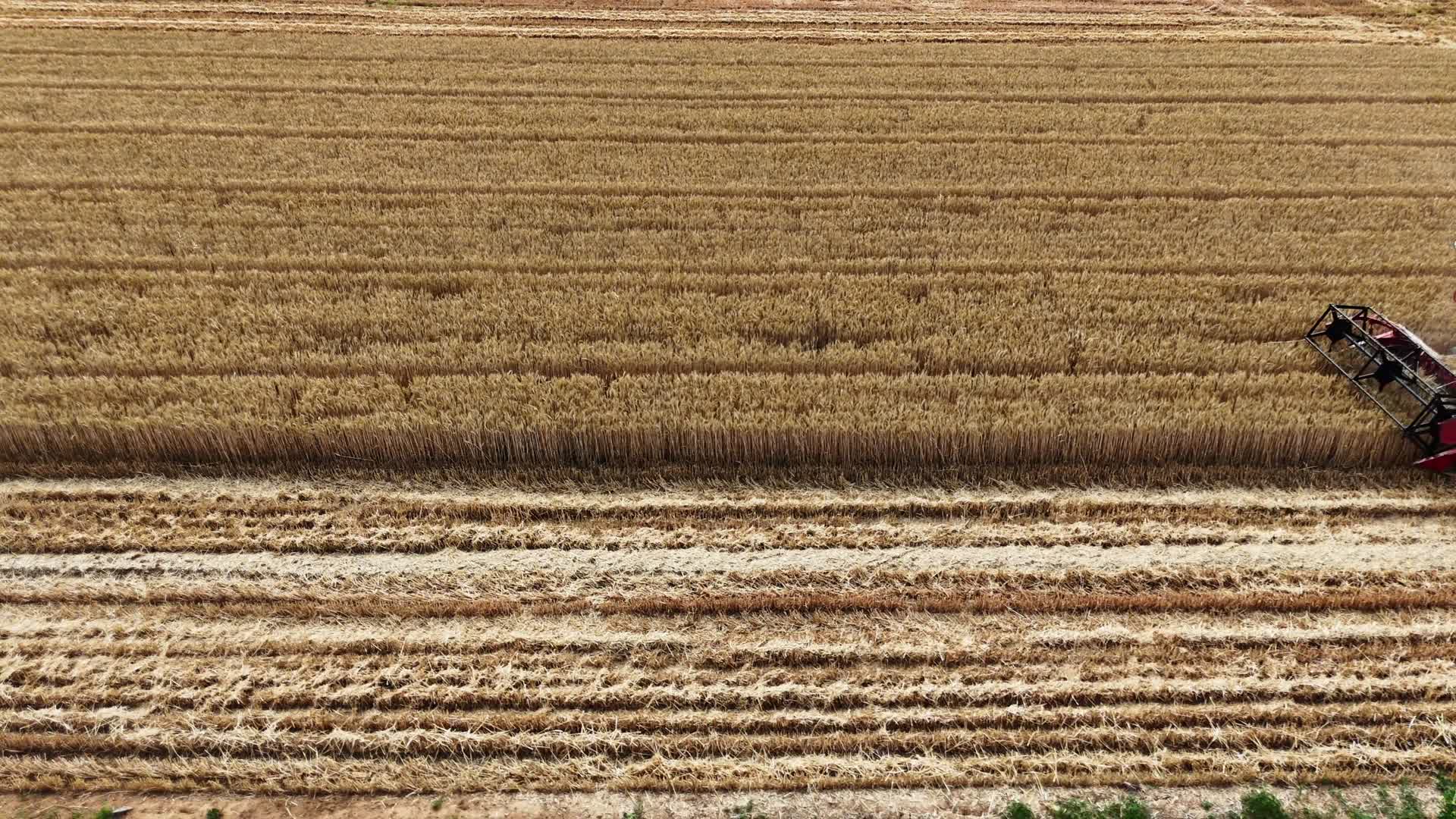 小麦收割机收小麦视频的预览图
