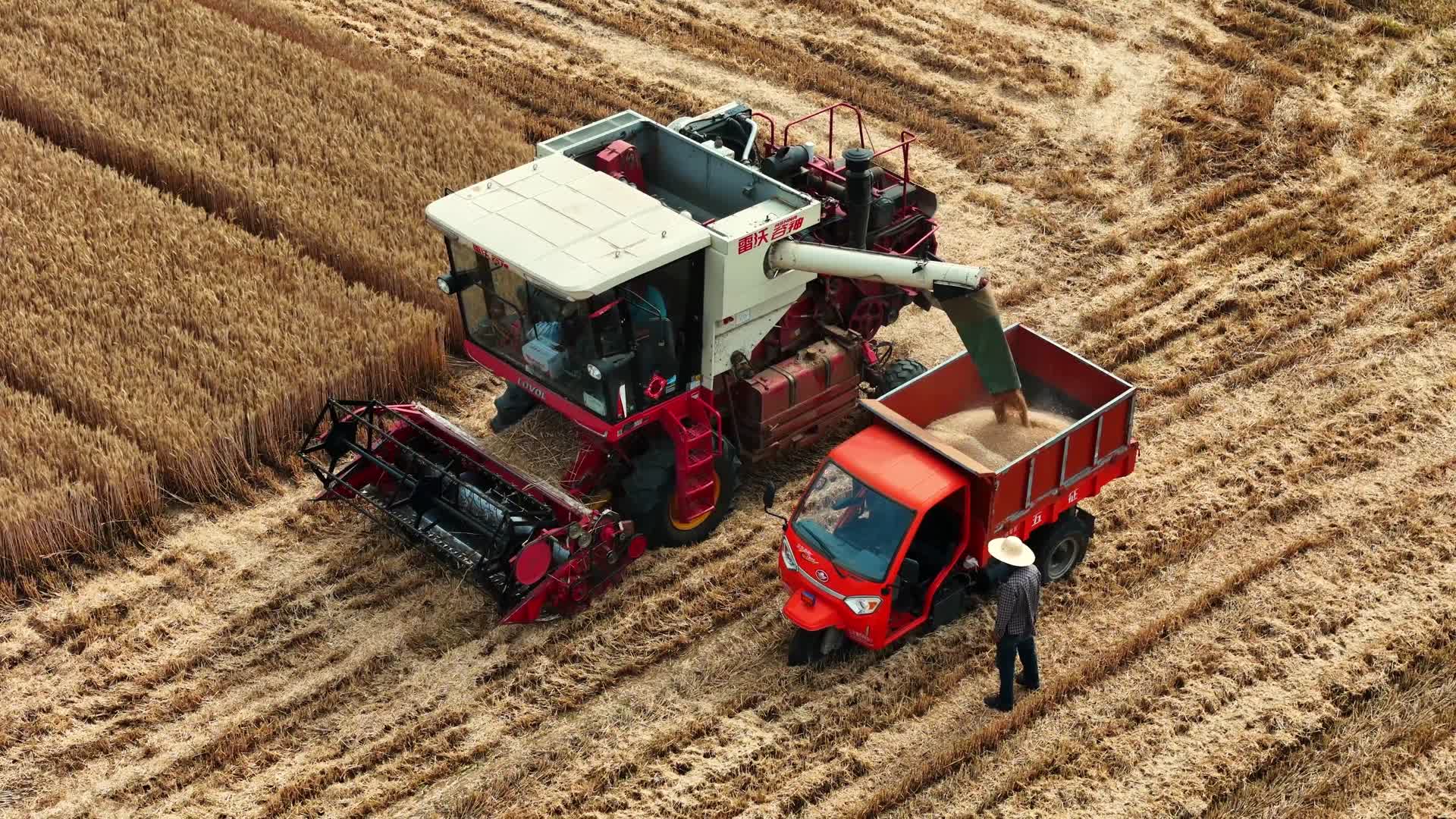 小麦收割机收小麦视频的预览图