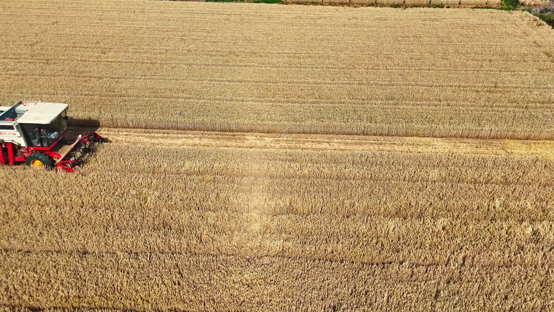 小麦收割机抢收小麦视频的预览图